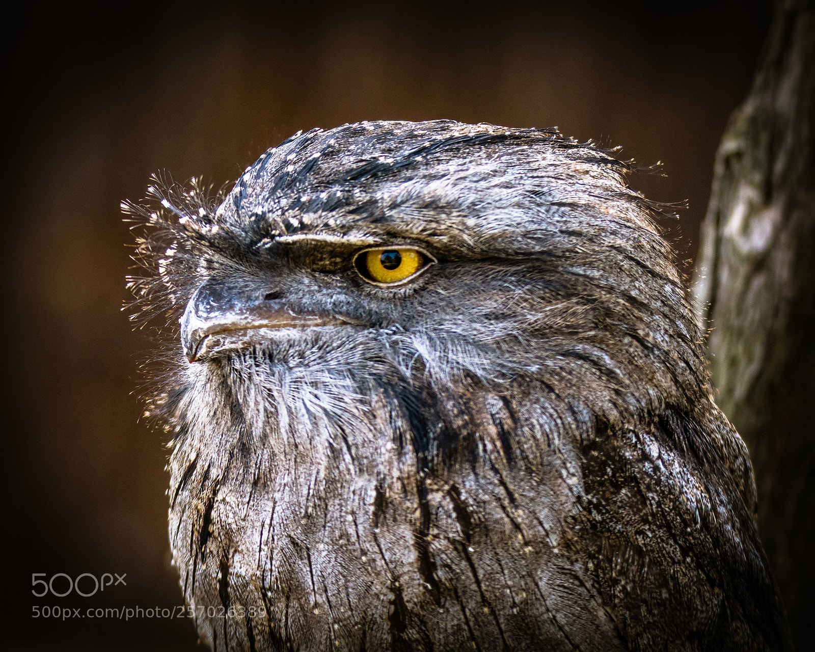 Nikon D7200 sample photo. Tawny frogmouth i photography