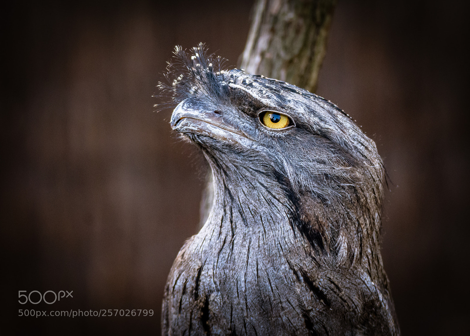 Nikon D7200 sample photo. Tawny frogmouth ii photography