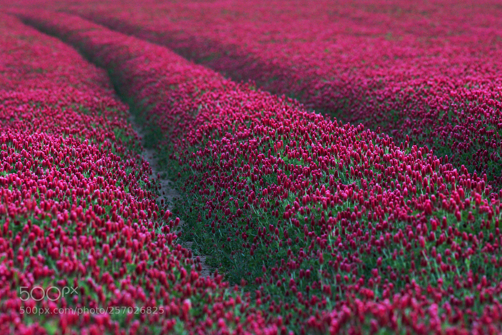 Canon EOS 750D (EOS Rebel T6i / EOS Kiss X8i) sample photo. The field of clover photography