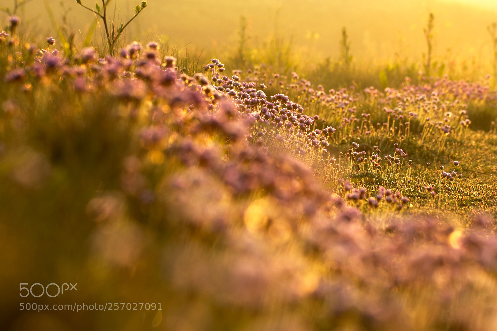 Canon EOS 80D sample photo. Armeria goldenii photography