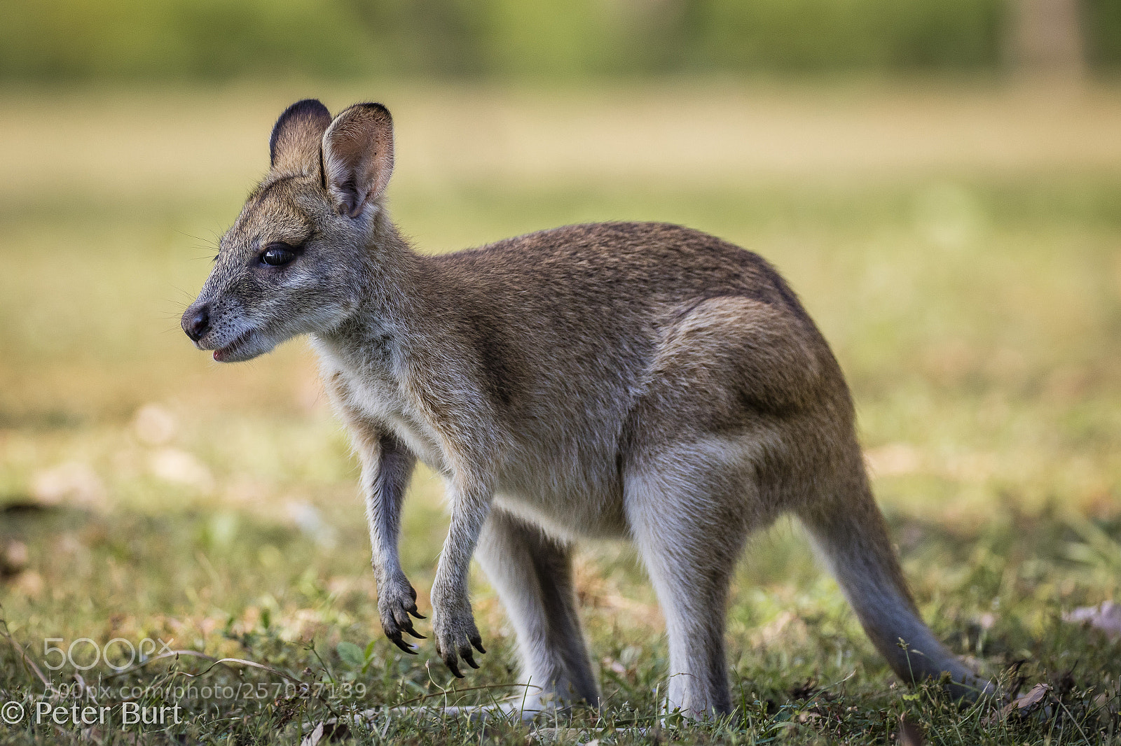 Canon EOS 5DS R sample photo. Juvenile agile wallaby photography