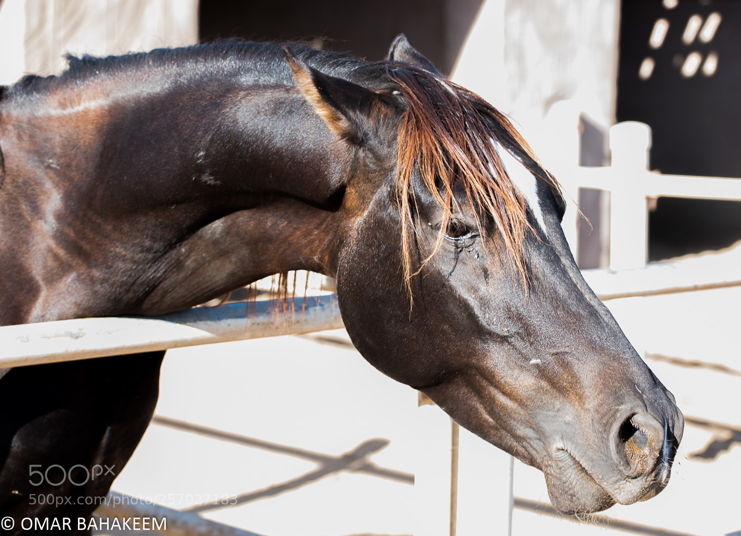 Nikon D750 sample photo. Brown horse photography