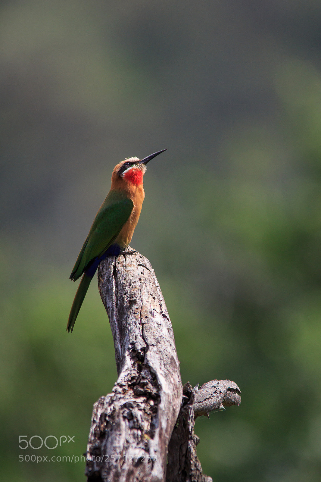 Canon EOS 100D (EOS Rebel SL1 / EOS Kiss X7) sample photo. White fronted bee eater photography