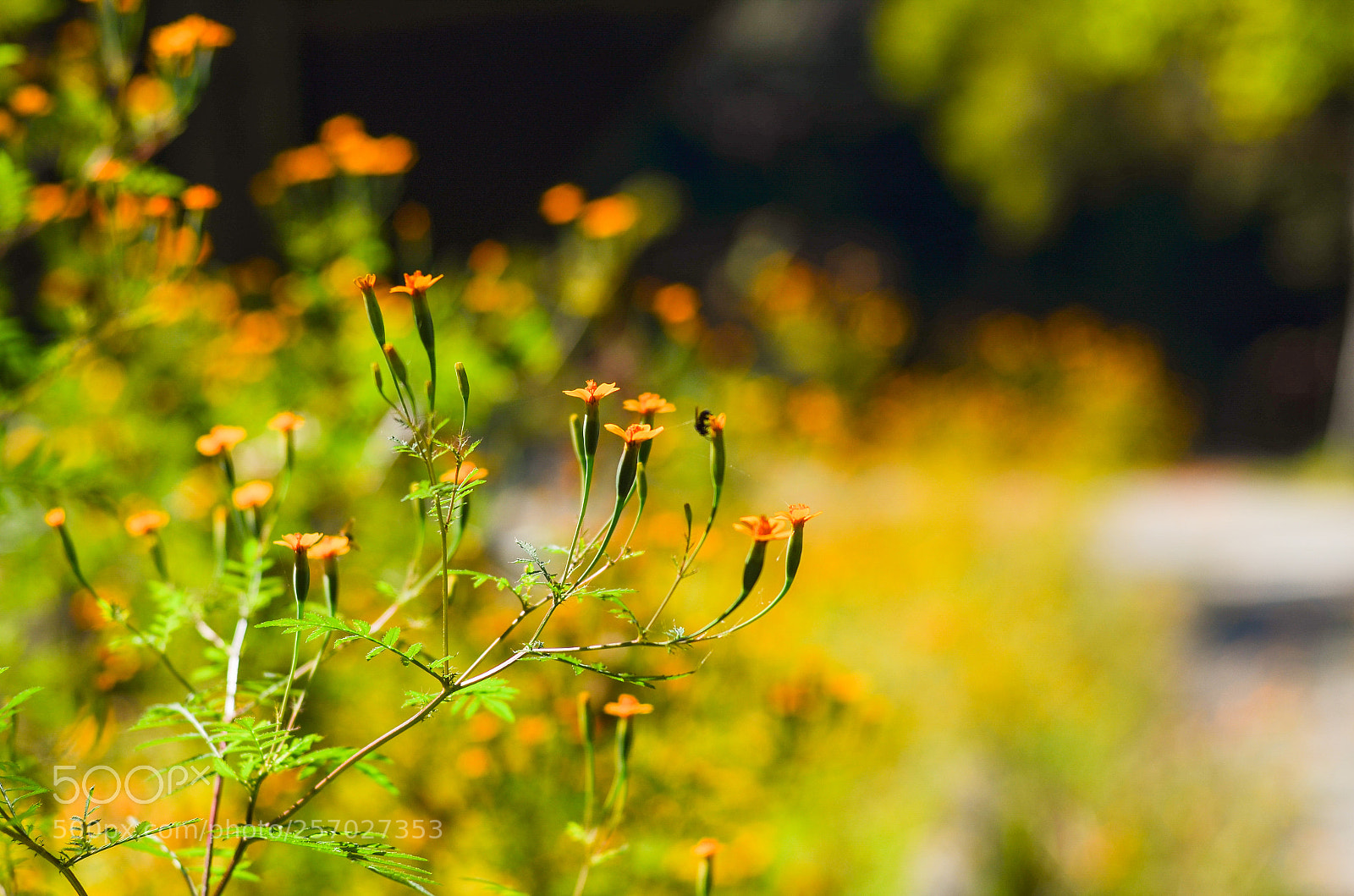 Nikon D7000 sample photo. Flowers photography