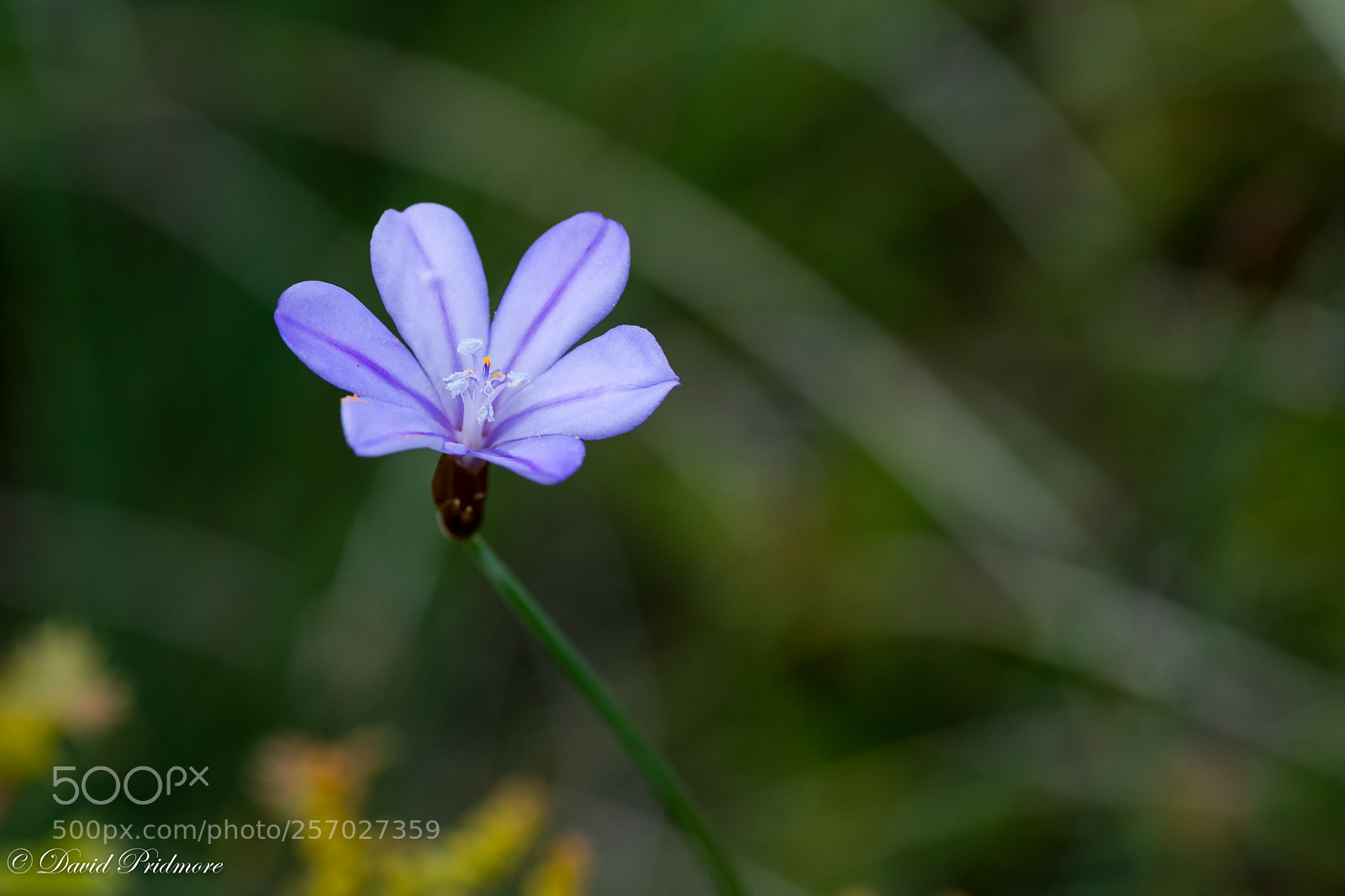Nikon D7200 sample photo. Flower photography