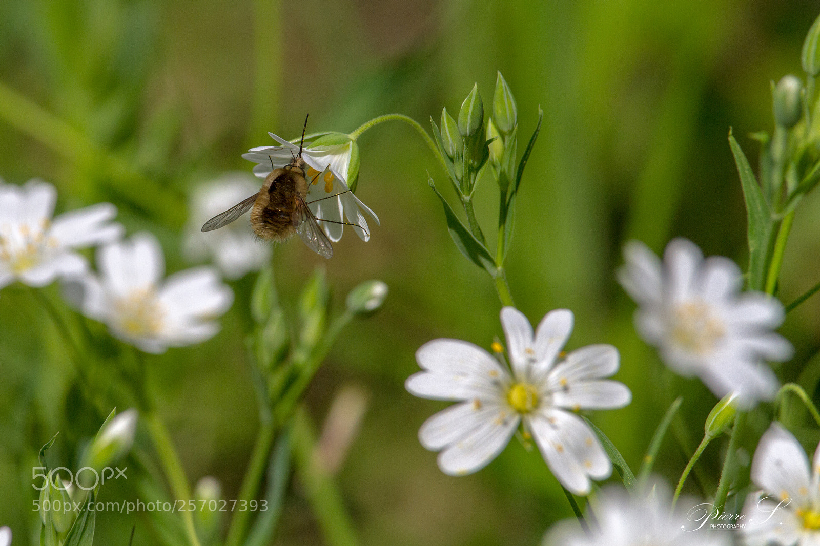 Canon EOS 7D sample photo. Untitled photography