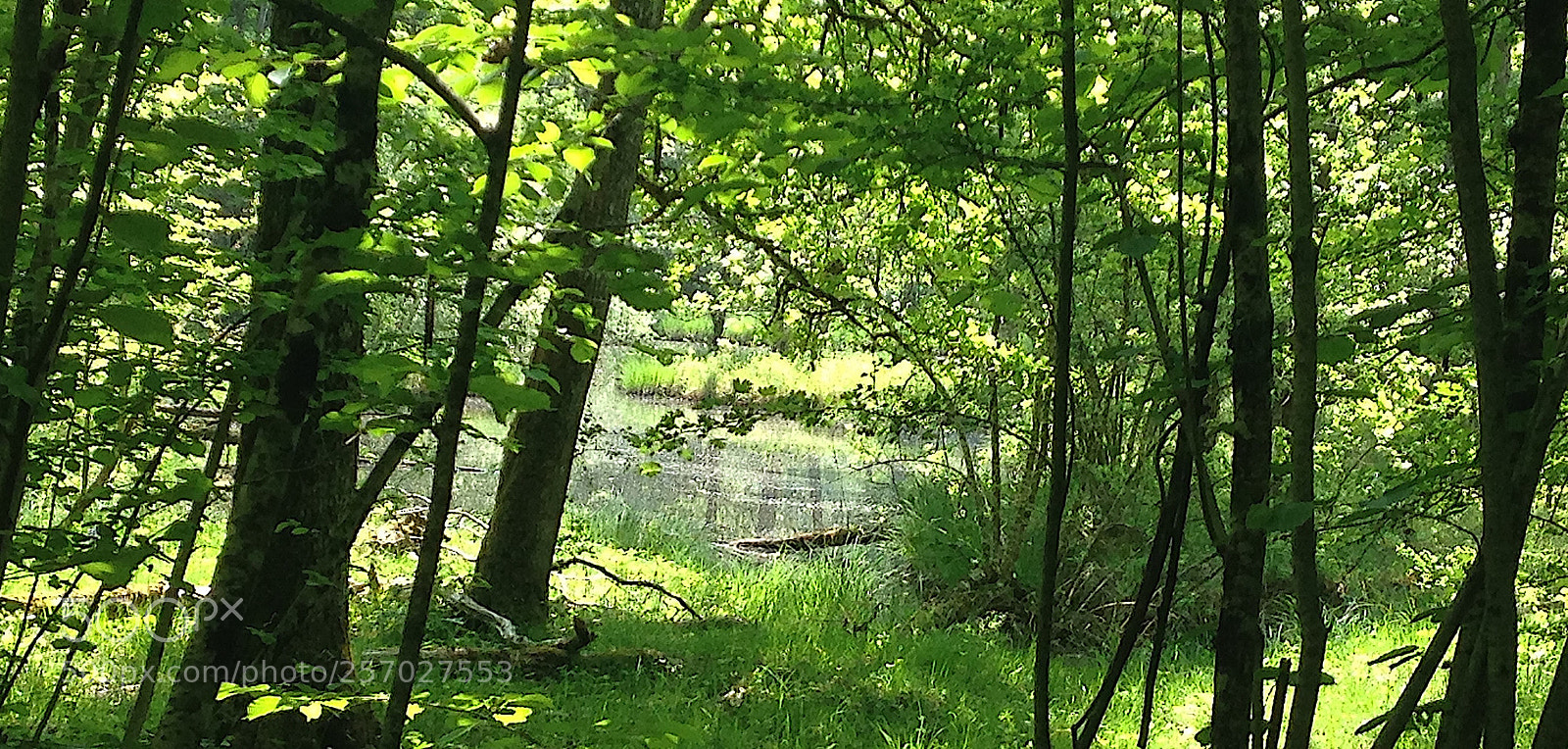 Apple iPhone 5 sample photo. Etangs des douves. geneva photography