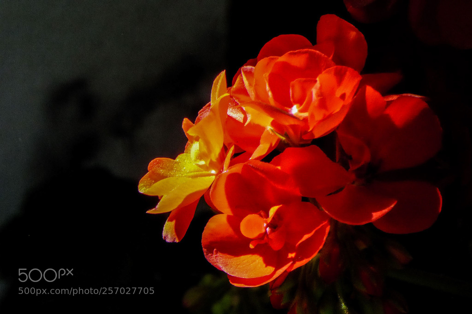 Panasonic DMC-TZ61 sample photo. Geranien photography