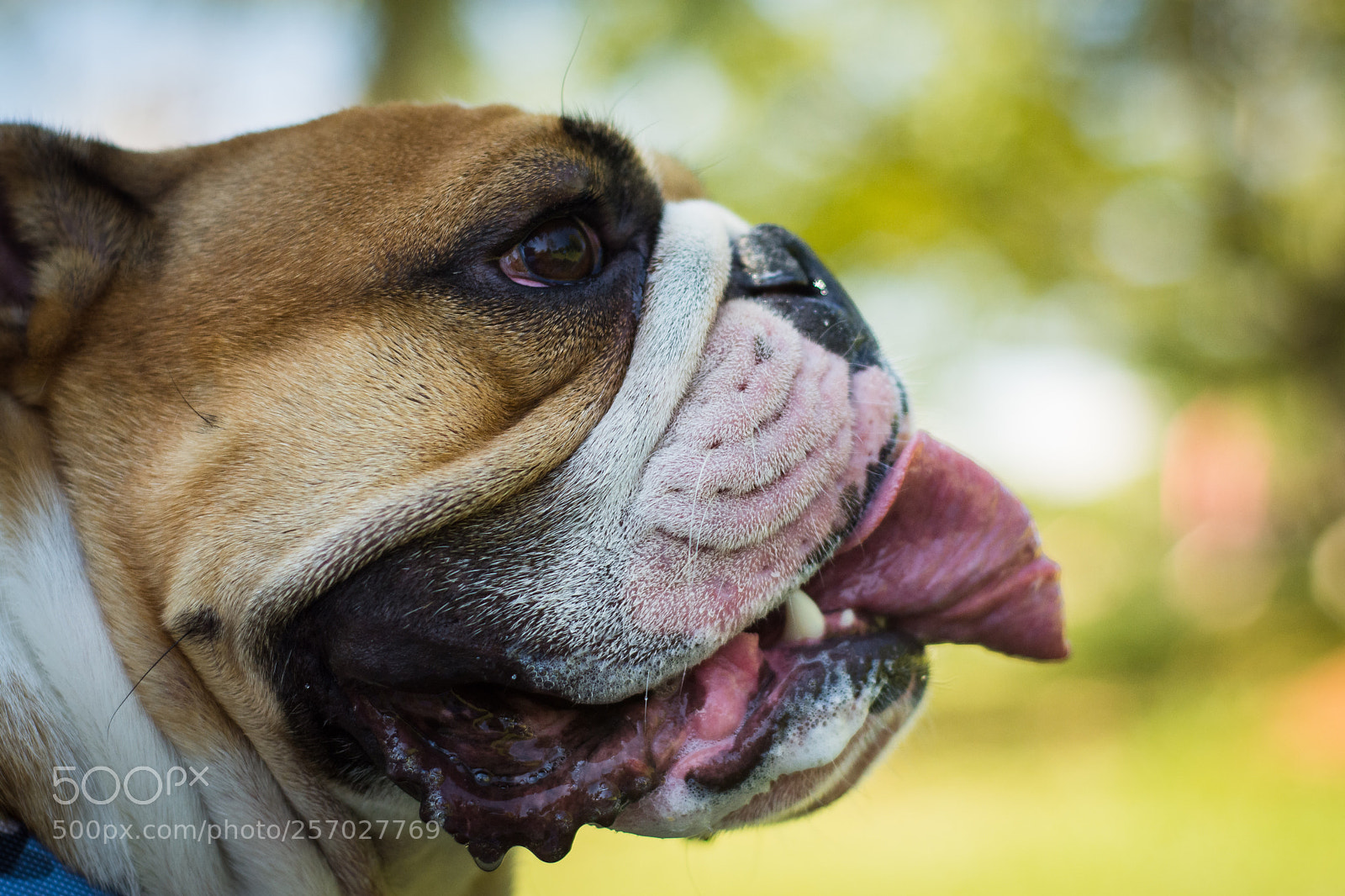 Nikon D7200 sample photo. English bulldog photography