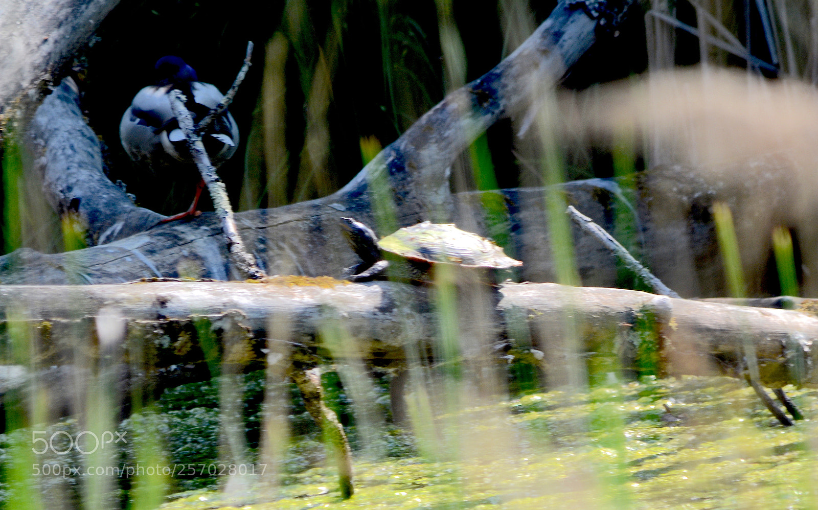Nikon D7100 sample photo. Etangs des douves. geneva photography