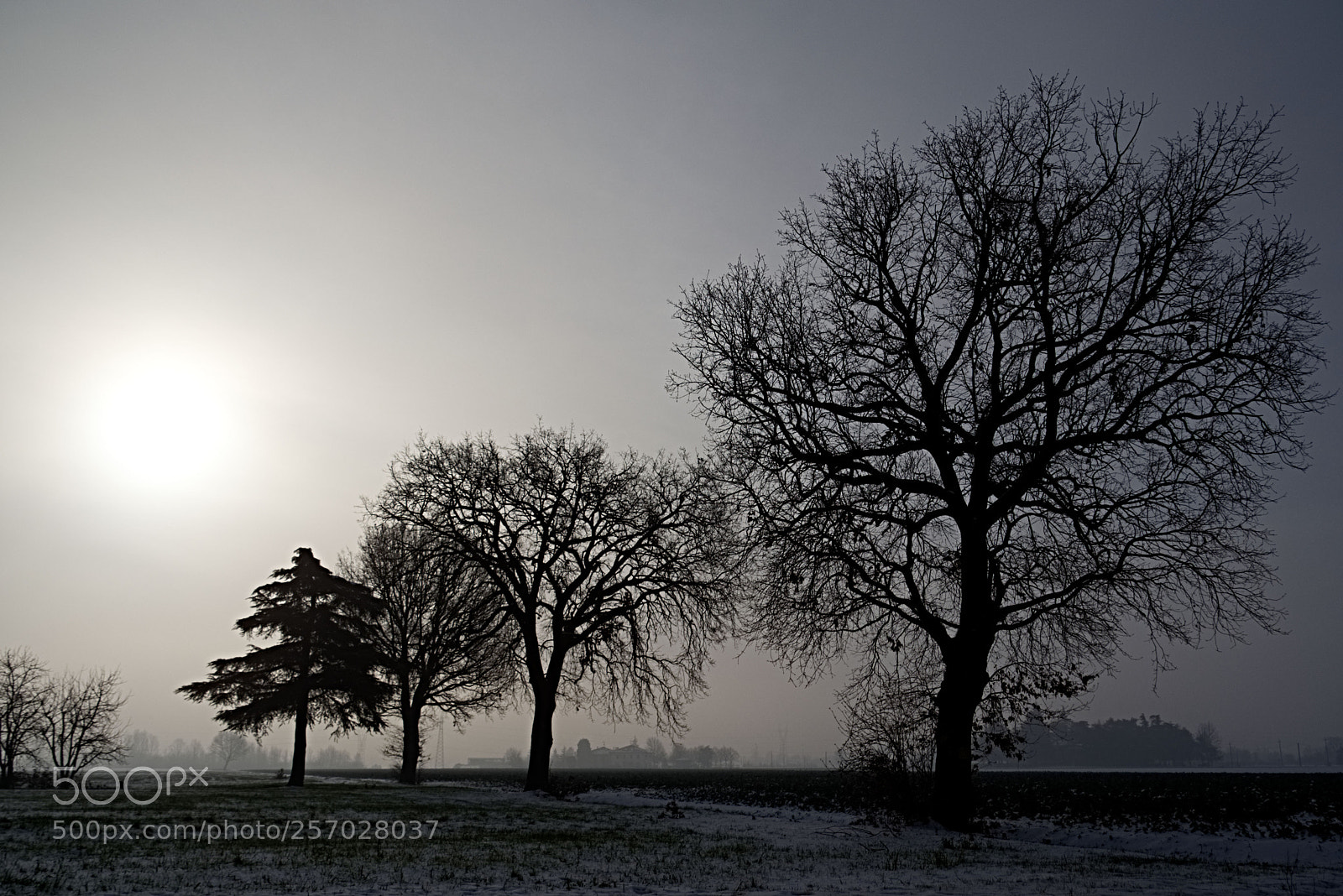 Nikon D7200 sample photo. Trees with snow and photography
