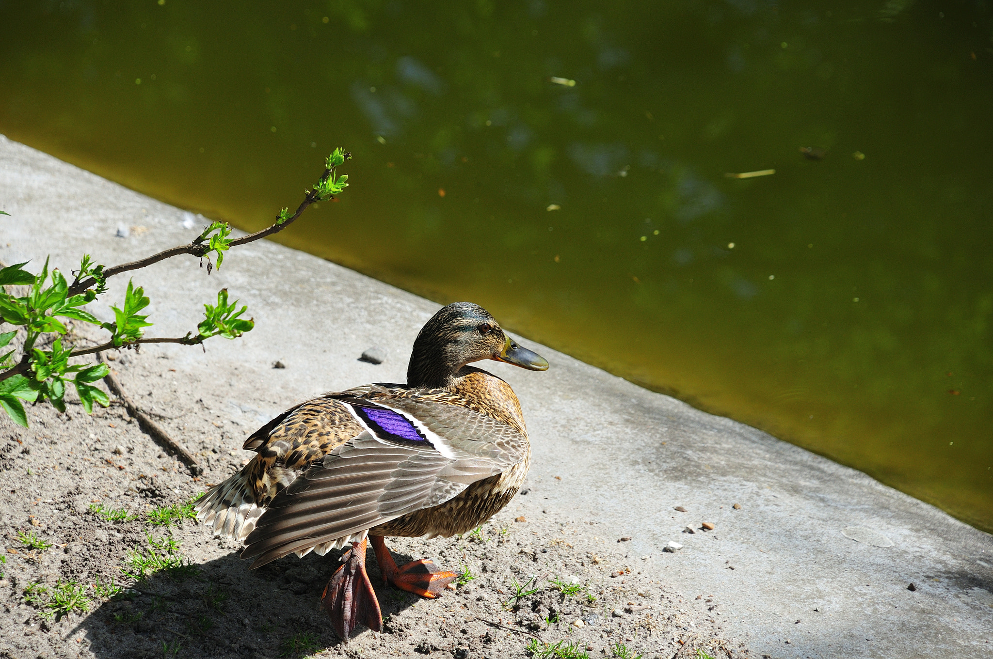 Nikon D300S sample photo. 300_8527_458.jpg photography