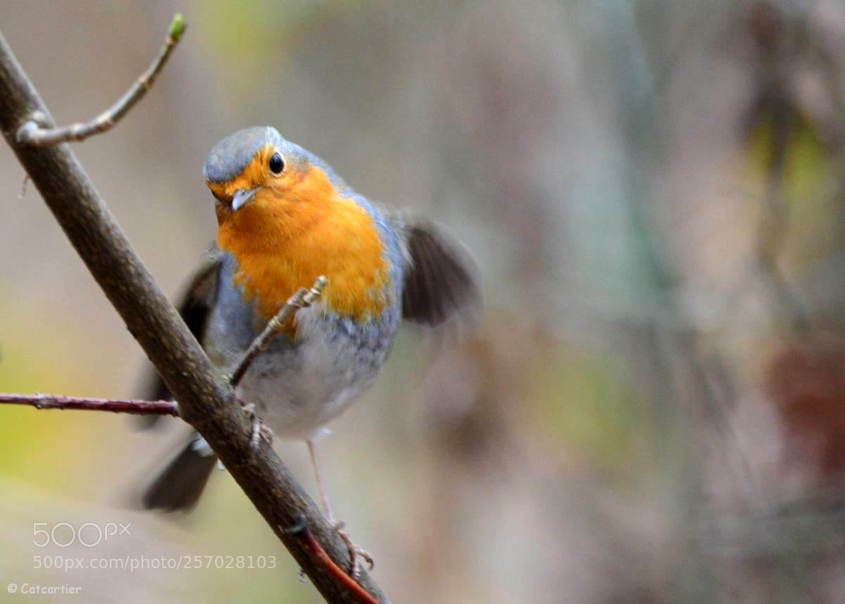 Nikon D7100 sample photo. Atterrissage du rouge-gorge photography