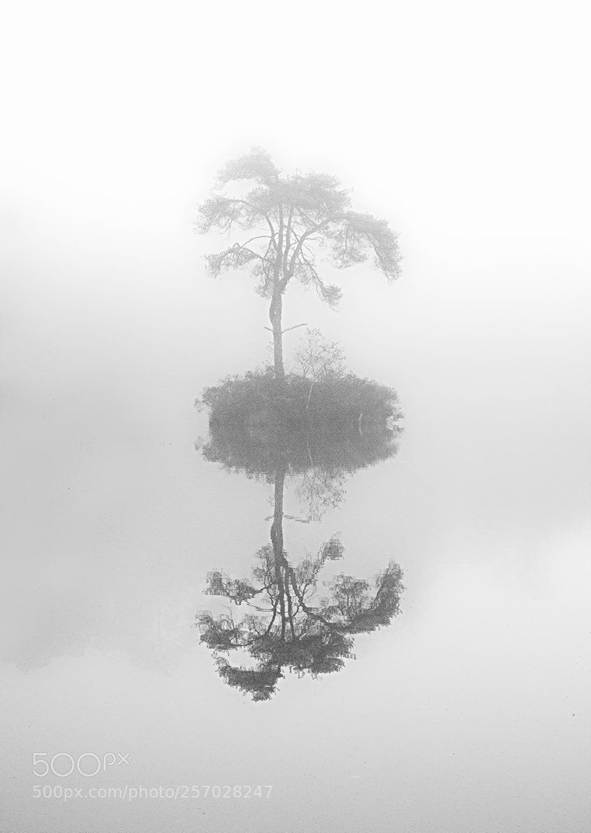 Canon EOS 40D sample photo. Misty morning photography