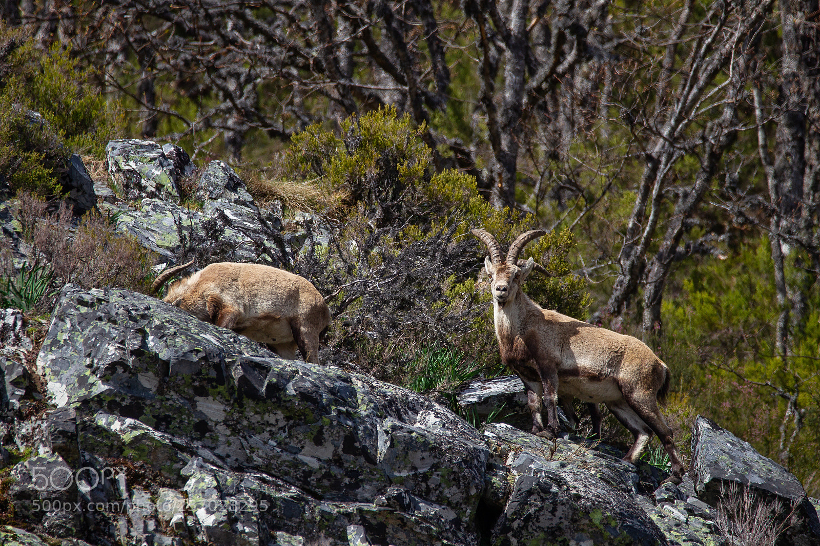 Canon EOS-1D Mark IV sample photo. Mountain goats photography