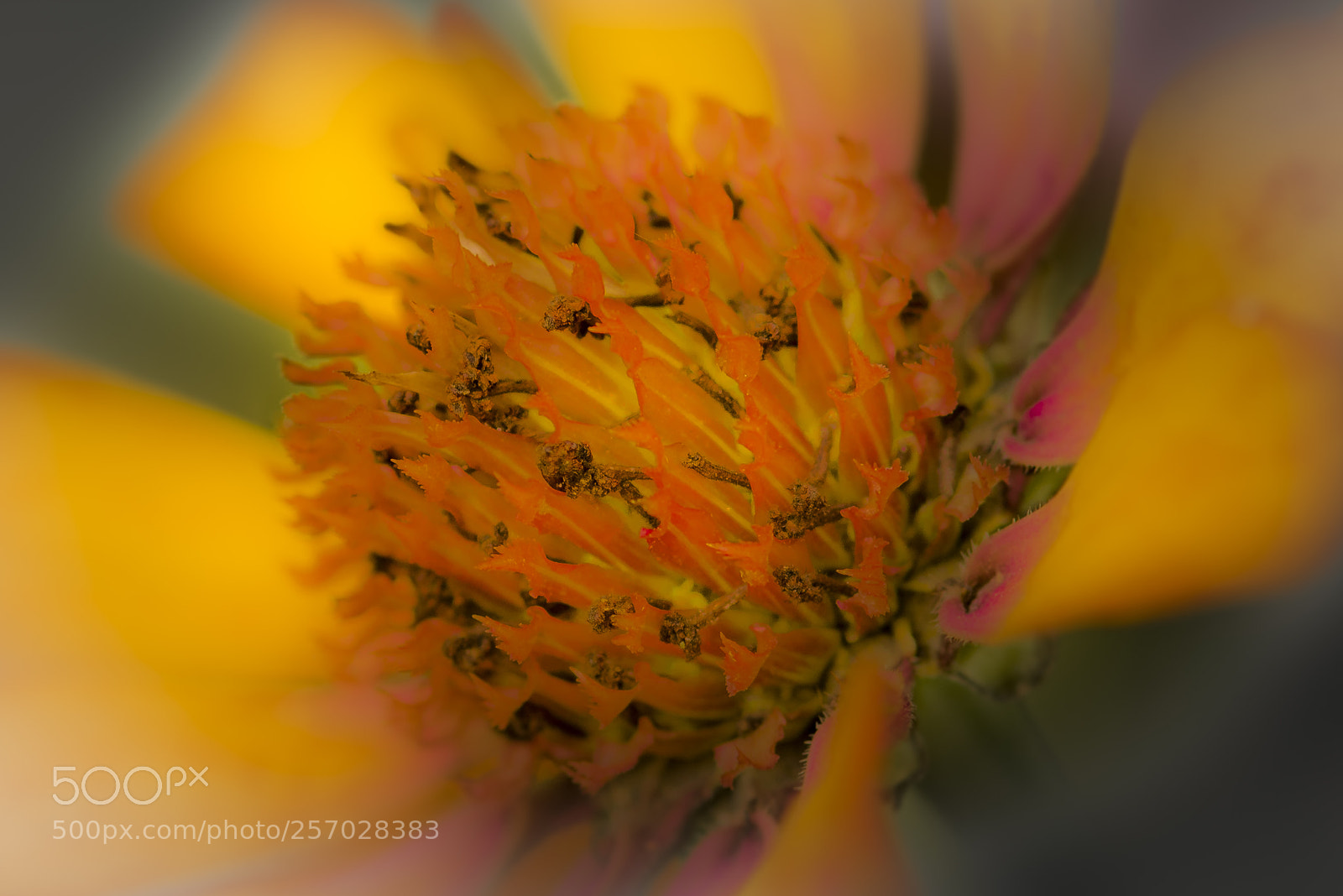 Nikon D750 sample photo. Sunflower - core photography