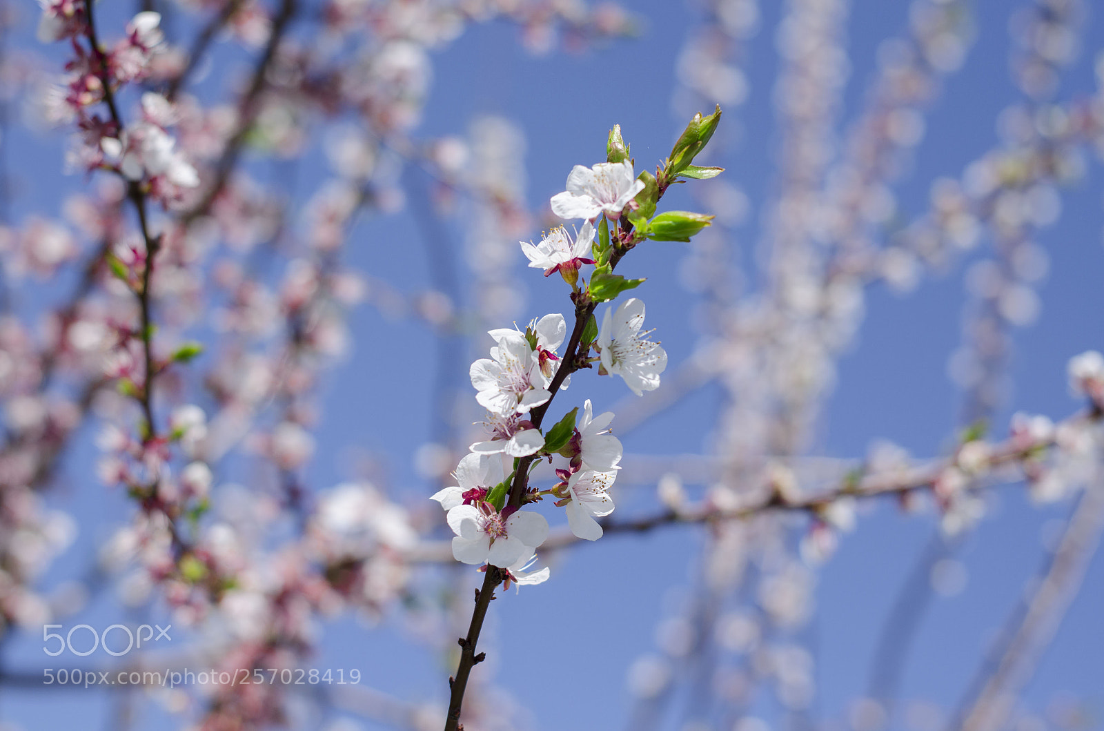 Nikon D5100 sample photo. Blooming cherry photography