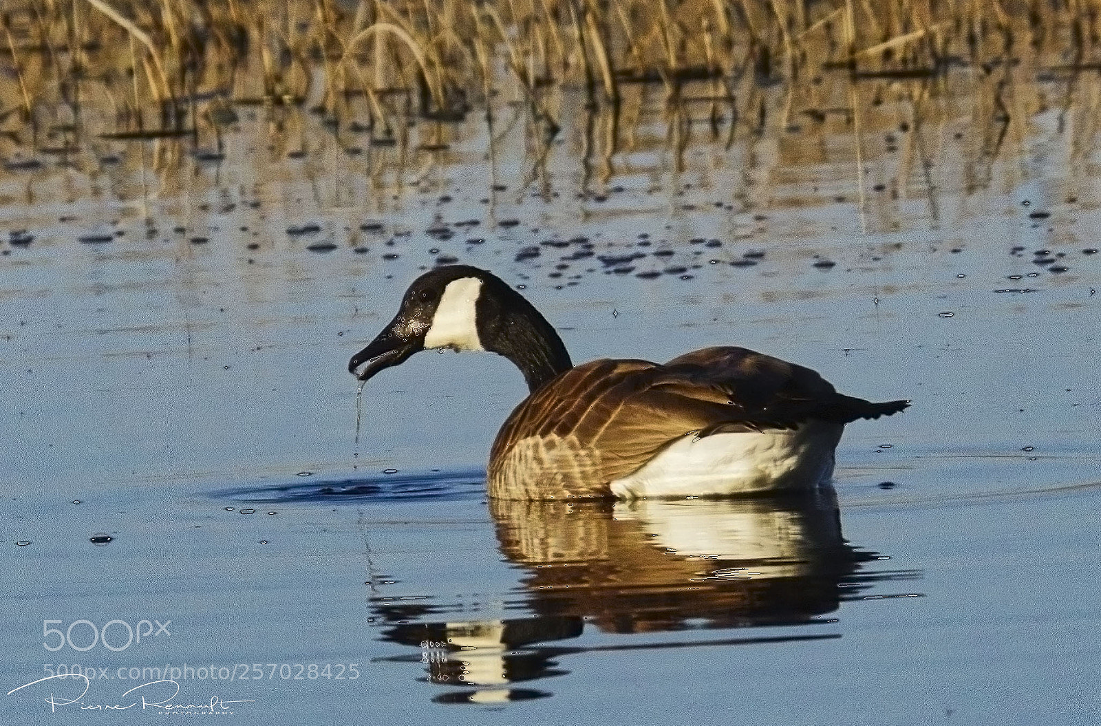 Panasonic Lumix DMC-GH4 sample photo. Canada goose feeding photography