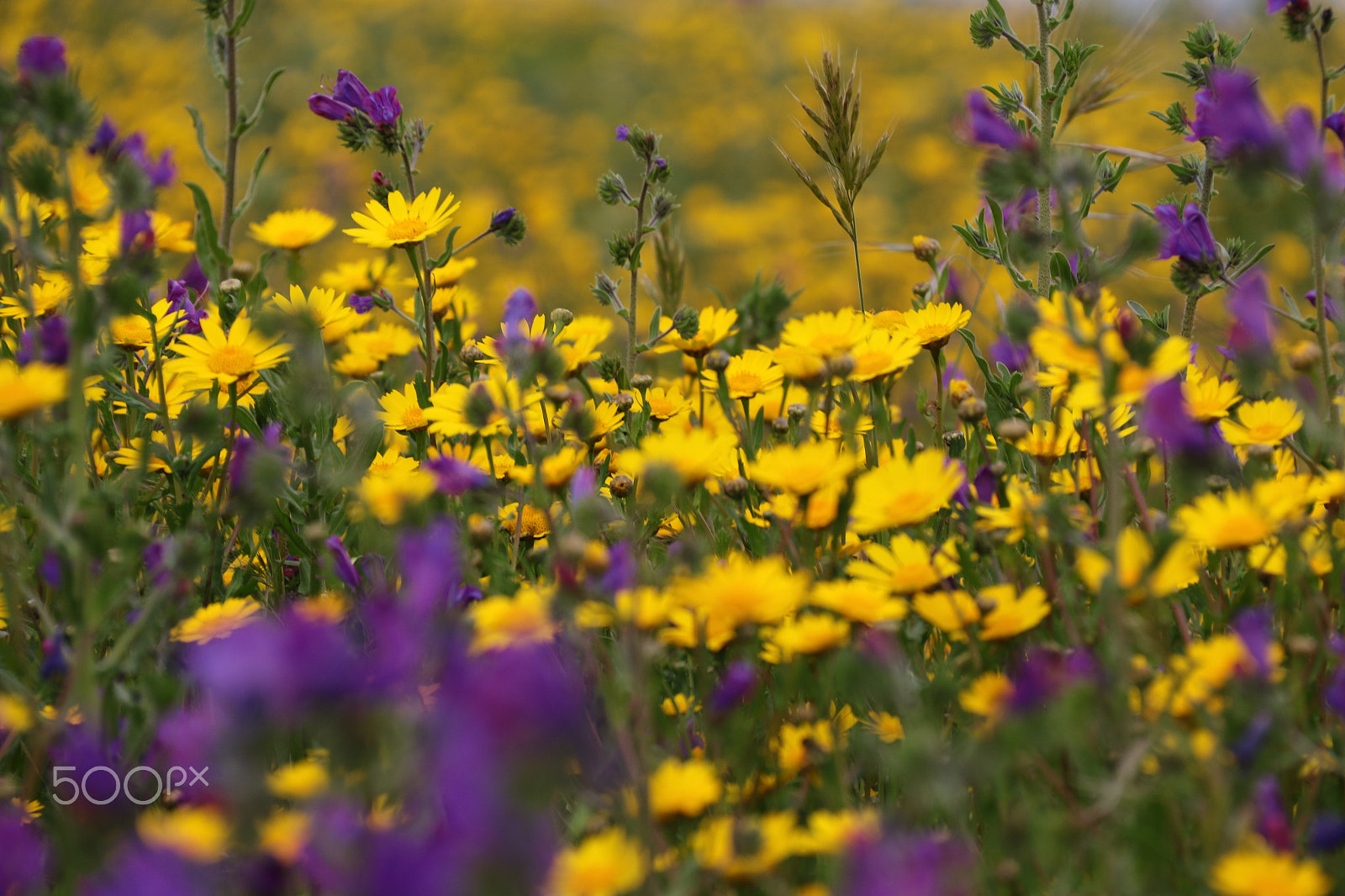 Canon EF-S 18-200mm F3.5-5.6 IS sample photo. Yellows in the field photography