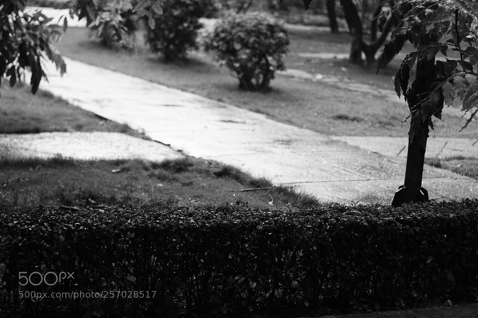 Nikon D300 sample photo. Alone photography
