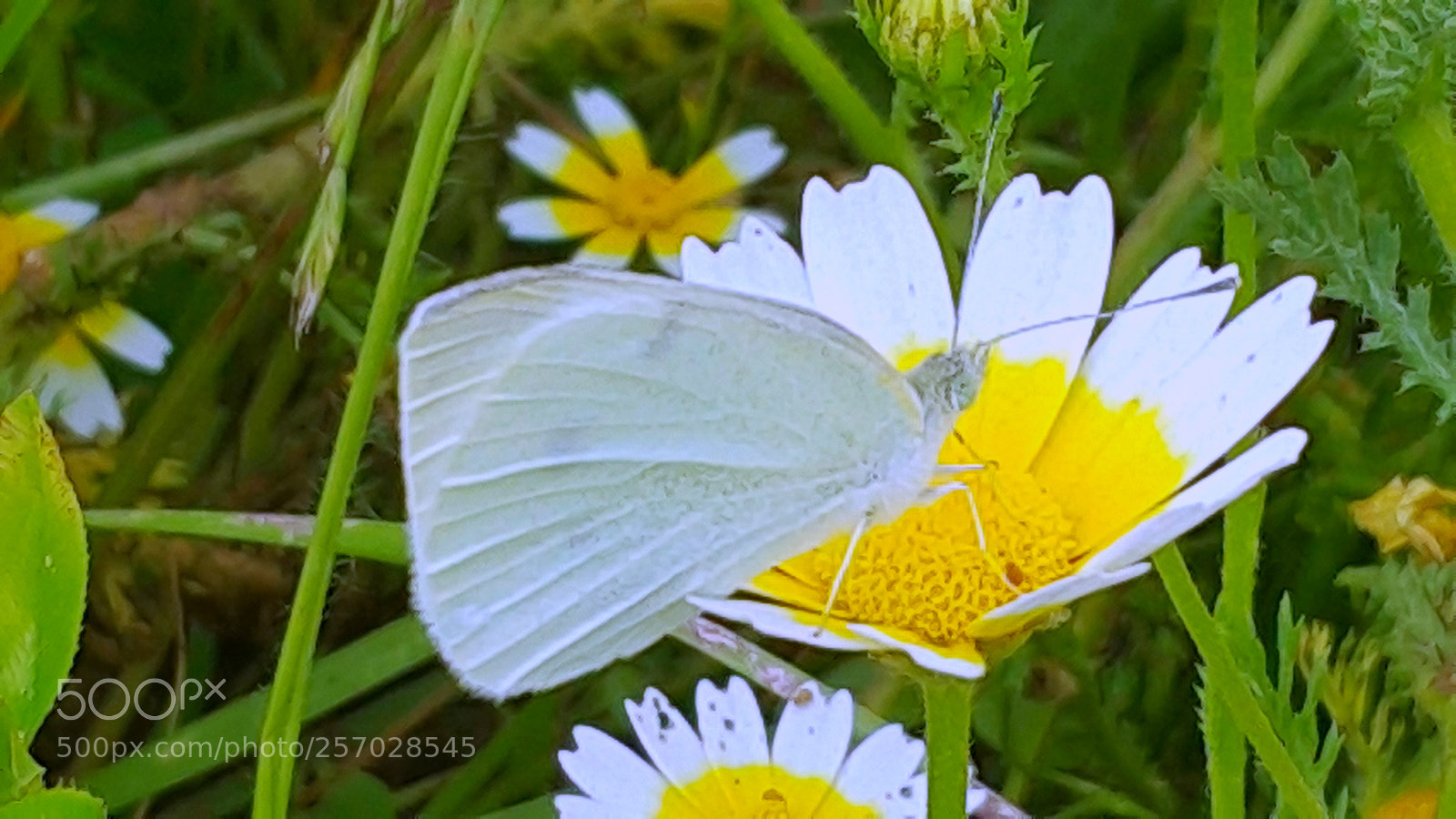 Samsung Galaxy Note4 sample photo. A butterfly in the photography