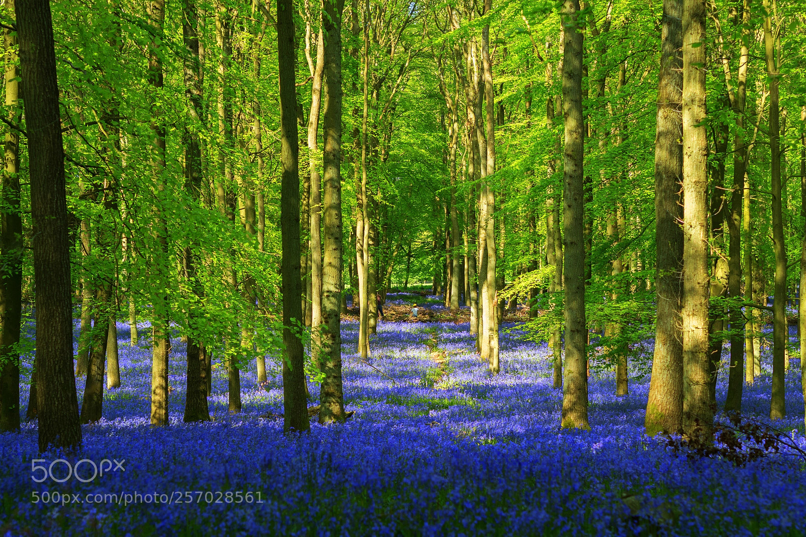 Olympus OM-D E-M5 II sample photo. Bluebell wood - may photography