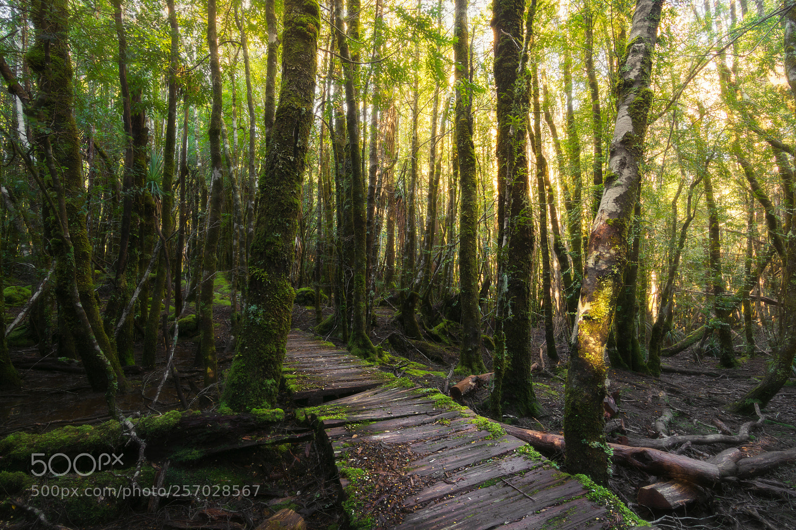 Nikon D5200 sample photo. Path through the forest photography
