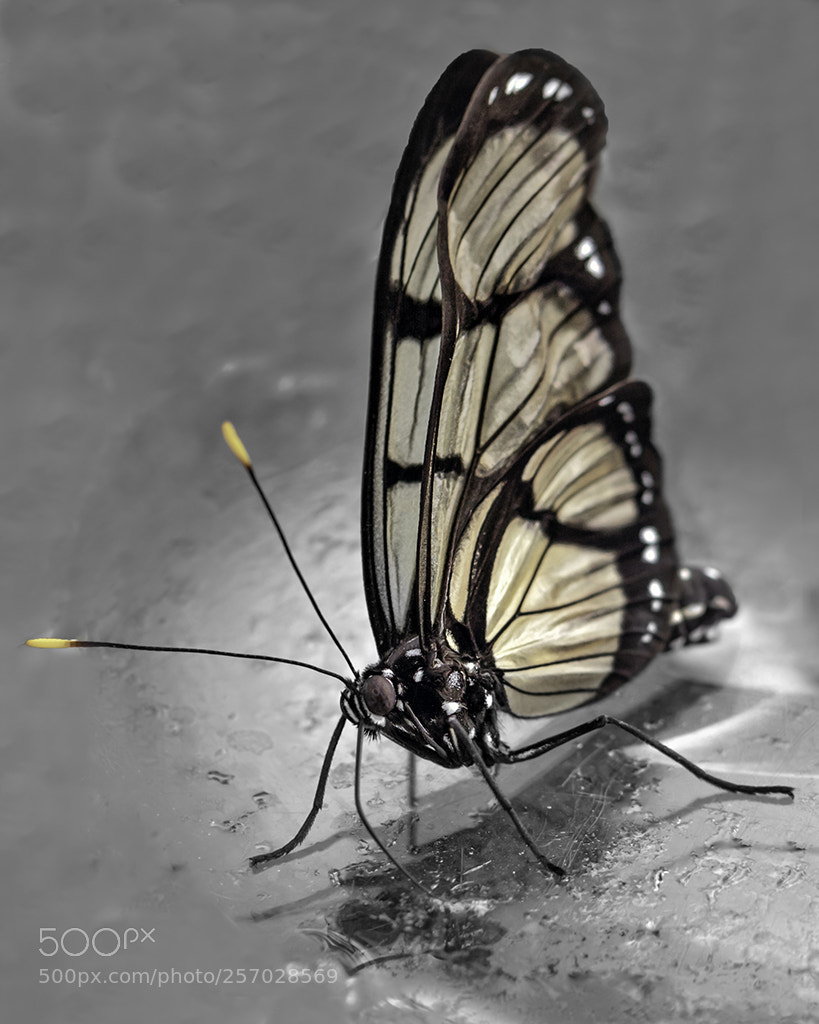 Canon EOS 7D Mark II sample photo. Butterfly photography