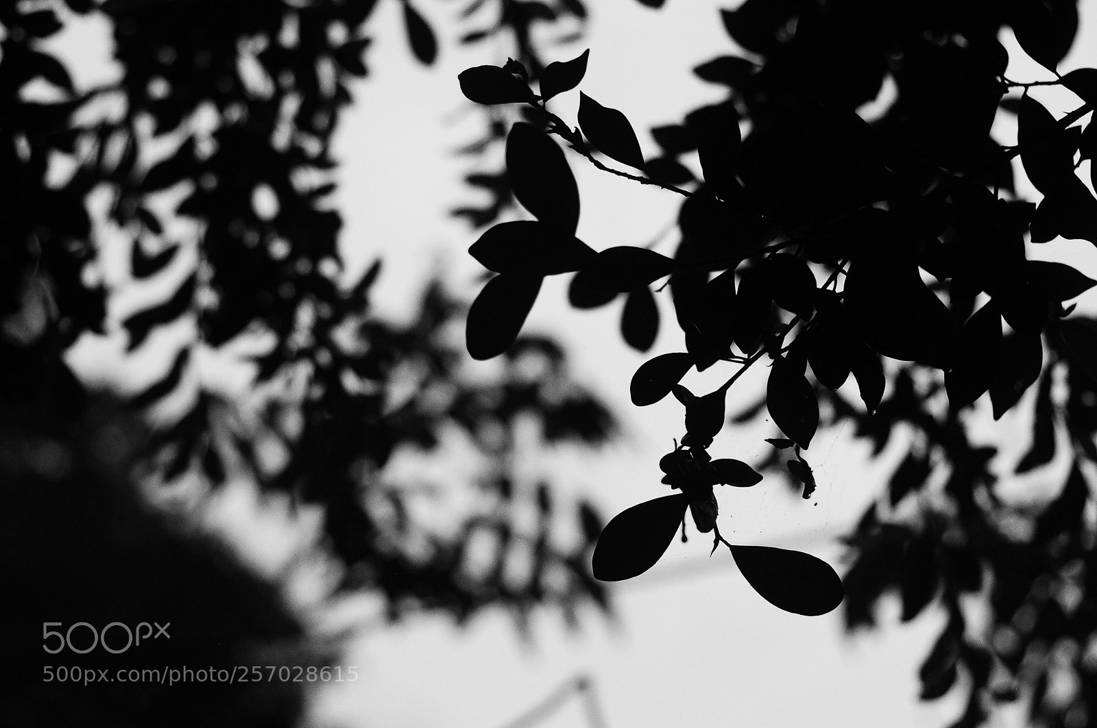 Nikon D300 sample photo. Round of a park photography