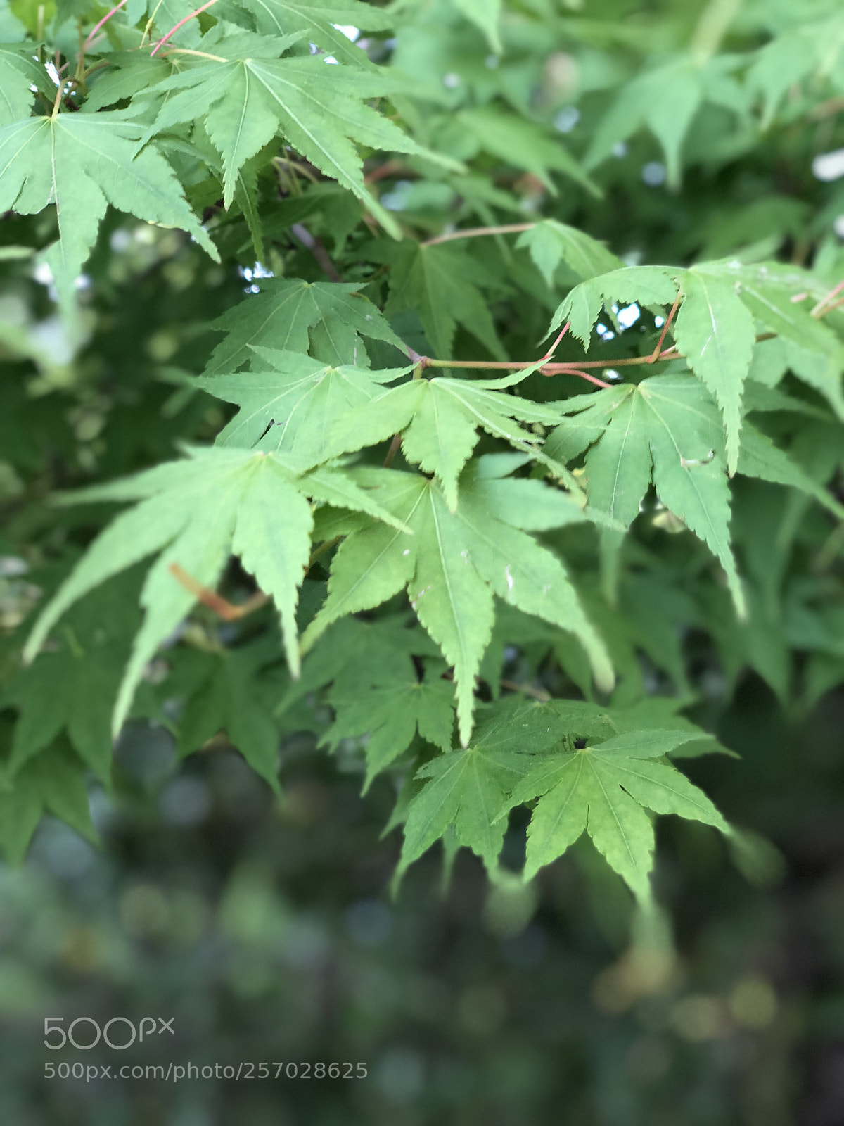 Apple iPhone X sample photo. Momiji photography