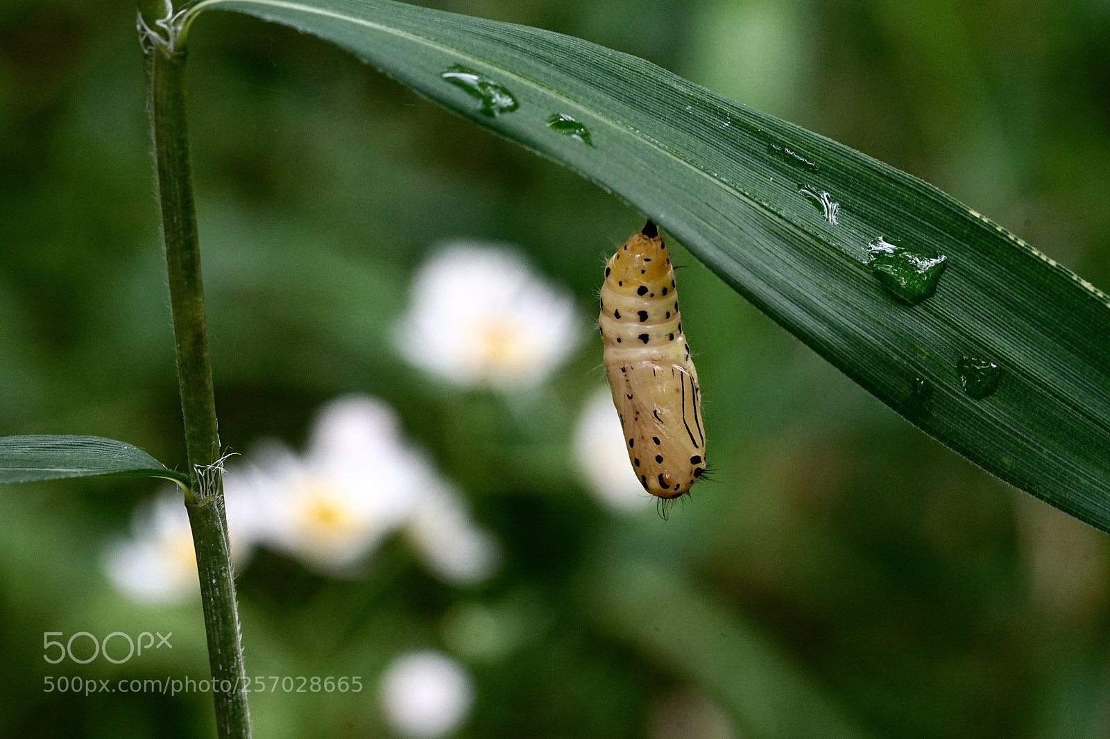 Sony a7 II sample photo. Pupa photography
