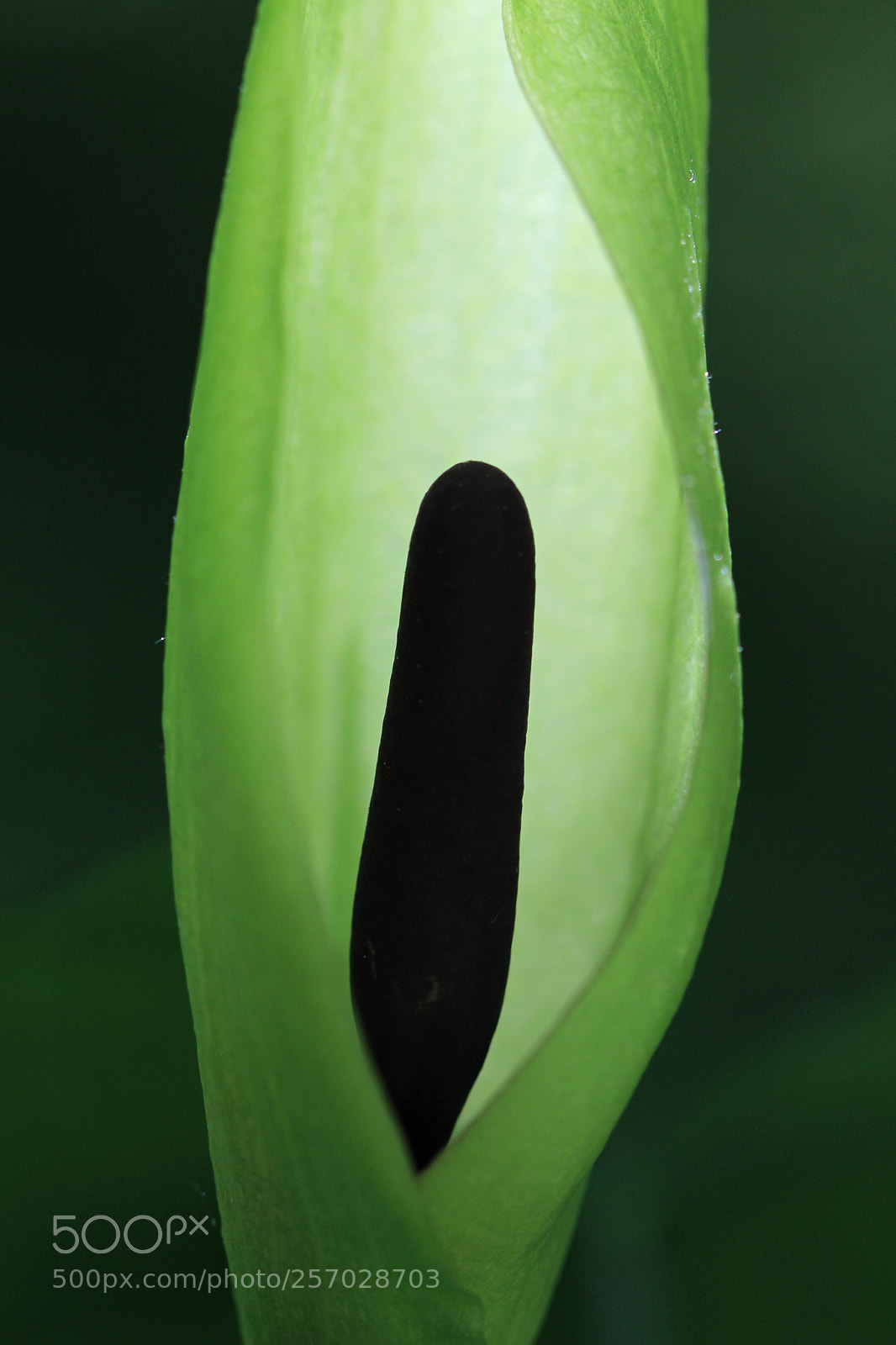 Canon EOS 700D (EOS Rebel T5i / EOS Kiss X7i) sample photo. Arum photography