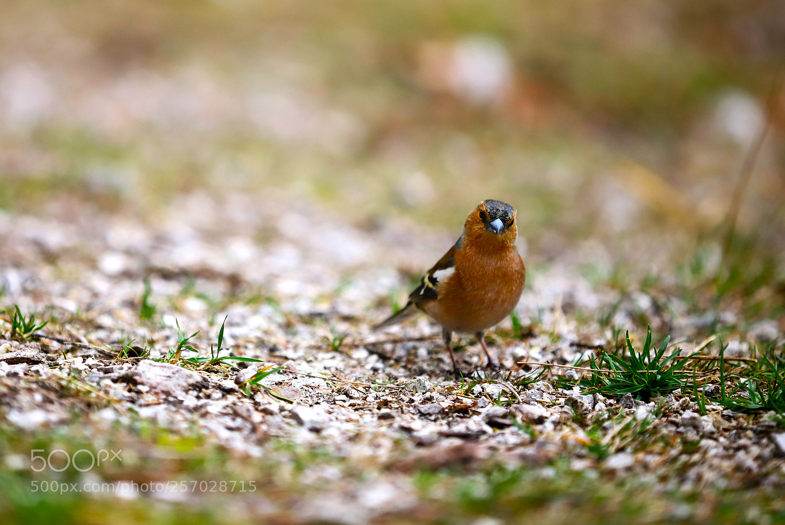Canon EOS 6D Mark II sample photo. Hello! photography