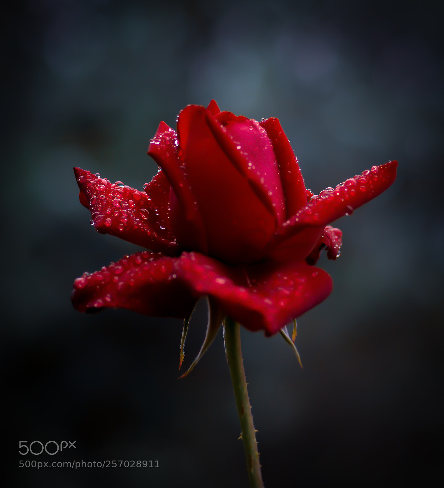 Nikon D800 sample photo. After the rain photography