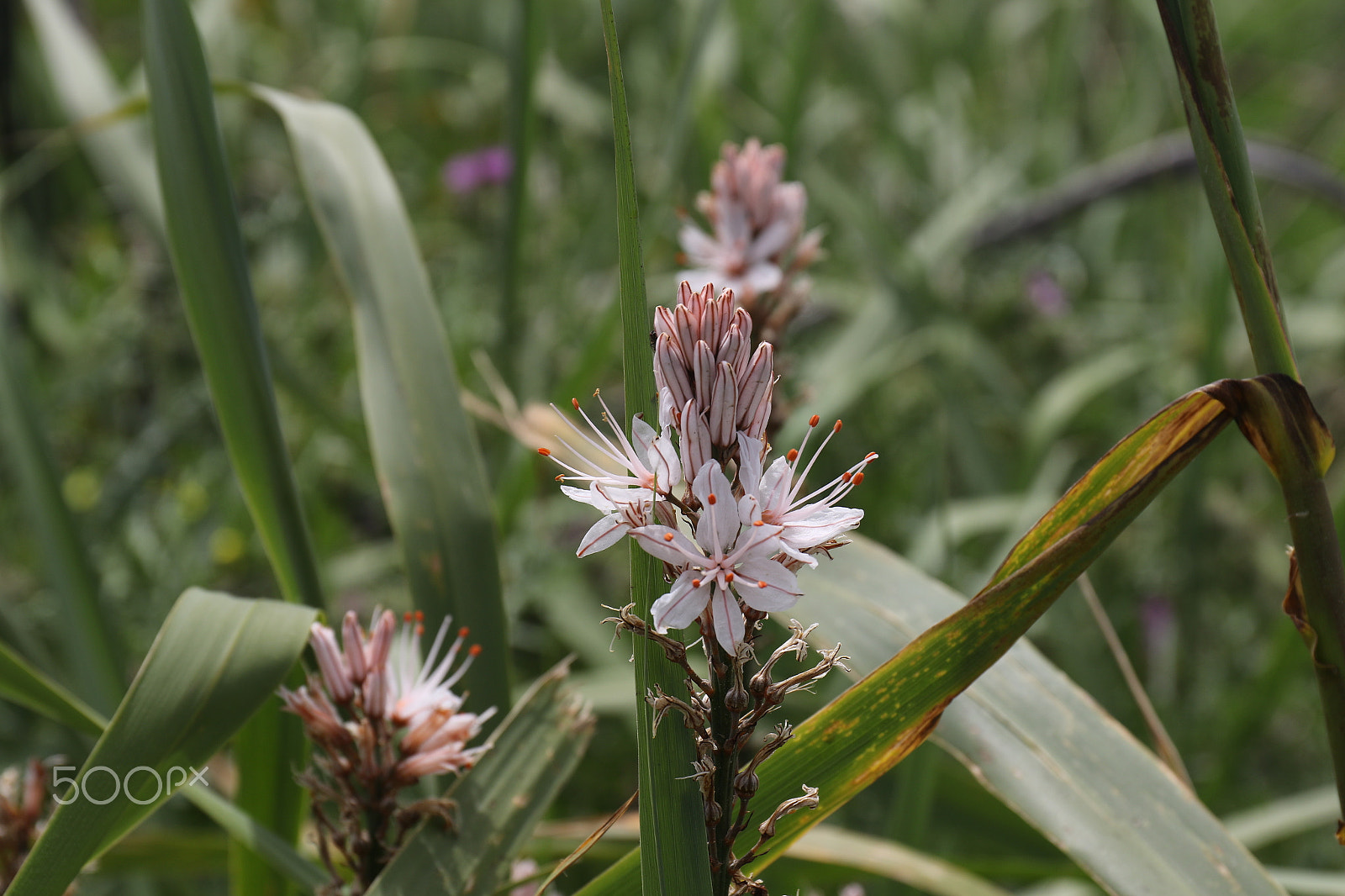Canon EF 24-70mm F4L IS USM sample photo. Wild photography