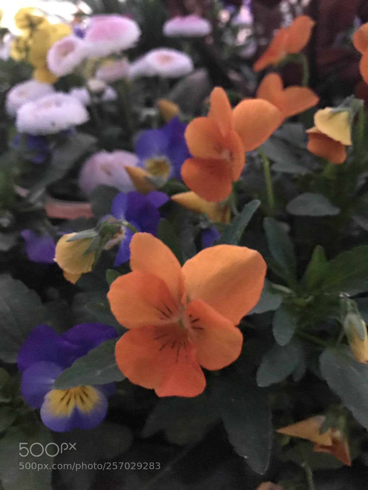Apple iPhone 7 sample photo. Untitled photography