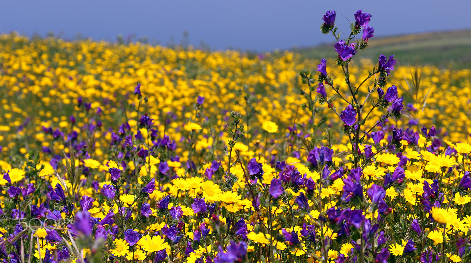 Canon EOS 7D Mark II + Canon EF 24-70mm F4L IS USM sample photo. Fields of color photography
