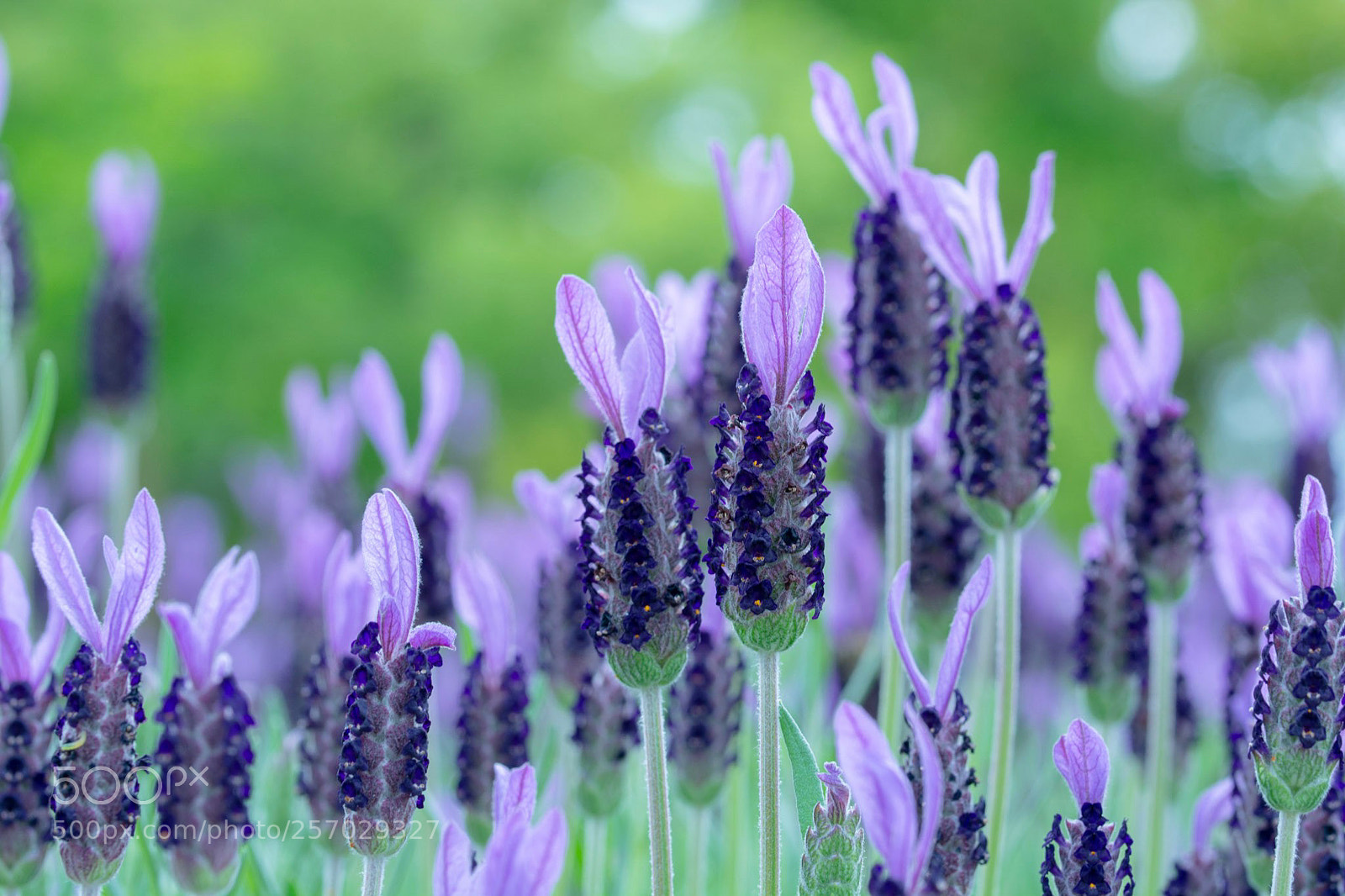 Nikon D7100 sample photo. Histogram photography