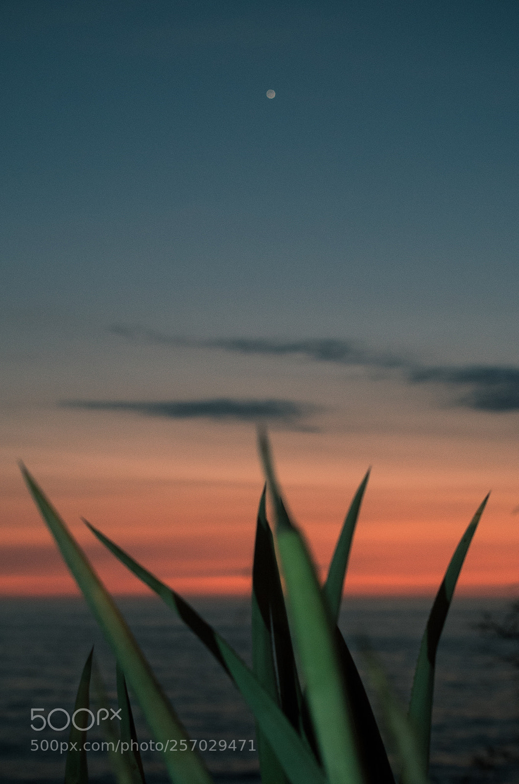 Pentax K-50 sample photo. Blurry insight at the photography