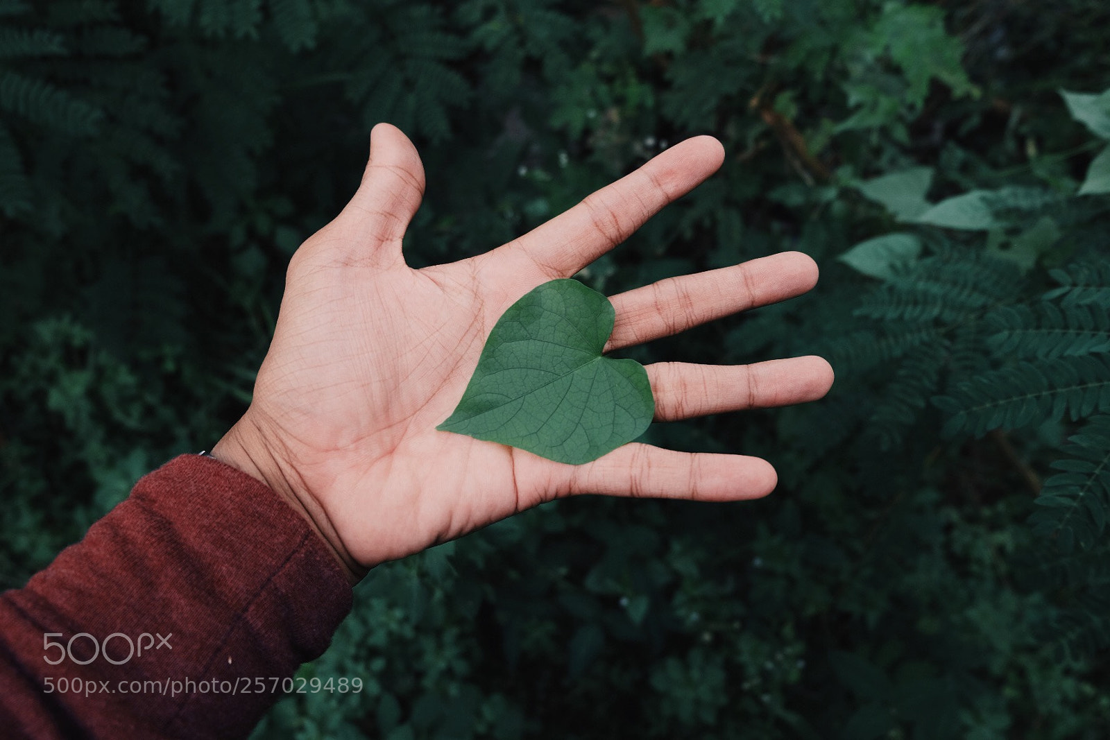 Fujifilm X-M1 sample photo. Leaf of love photography