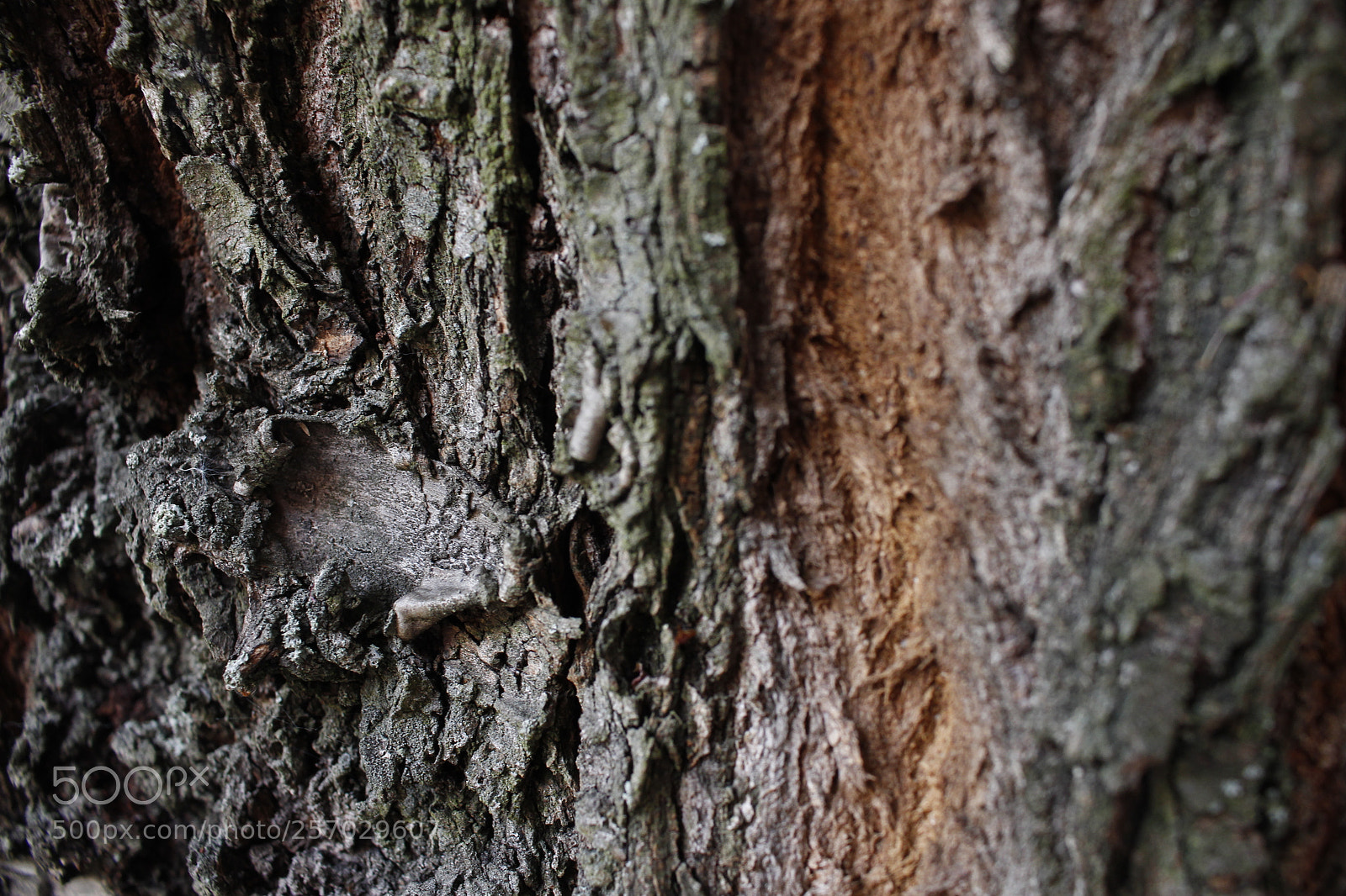 Canon EOS 700D (EOS Rebel T5i / EOS Kiss X7i) sample photo. Bark of sakura photography