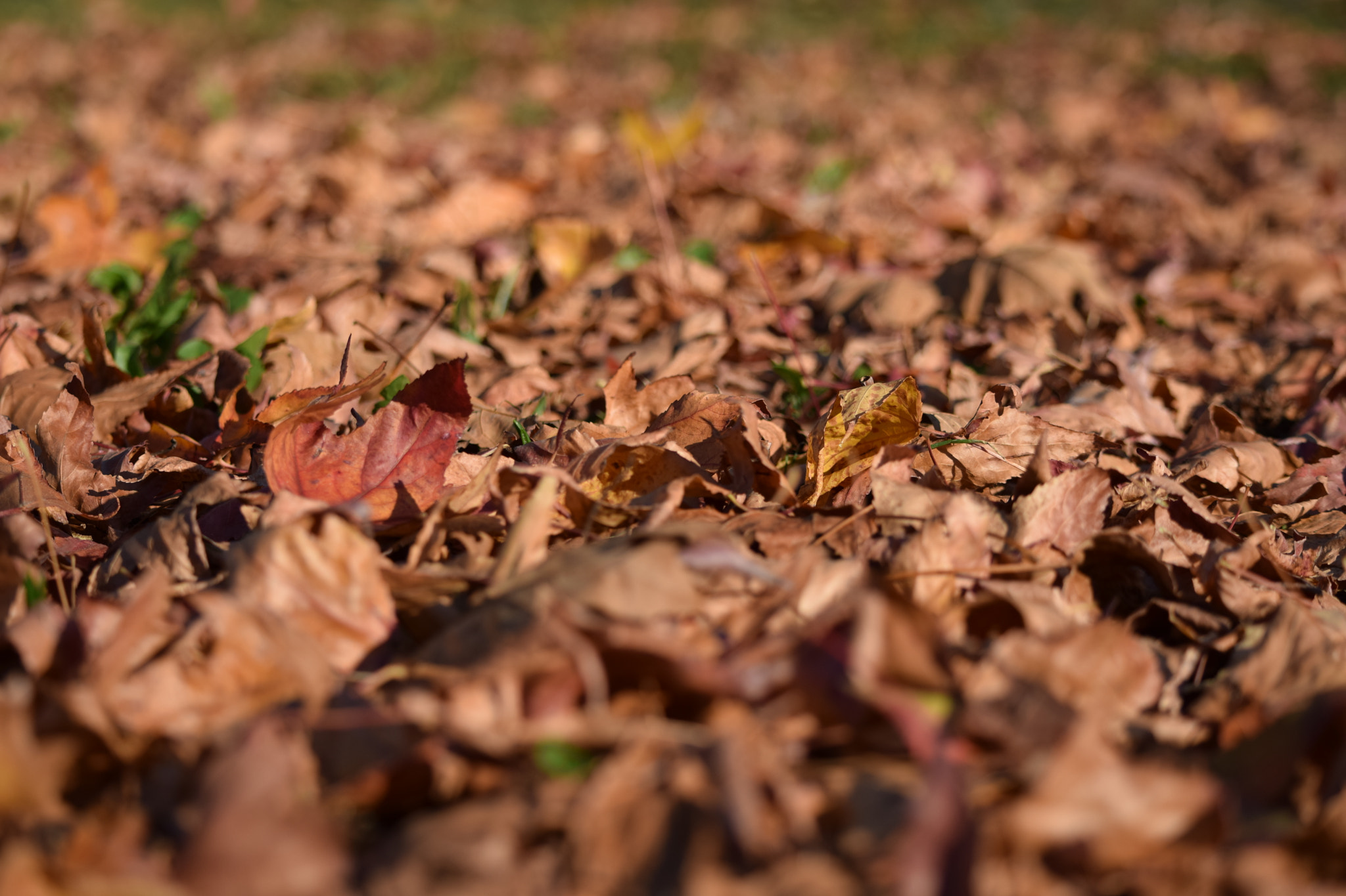 Nikon D5300 sample photo. Recuerdos de otoño photography