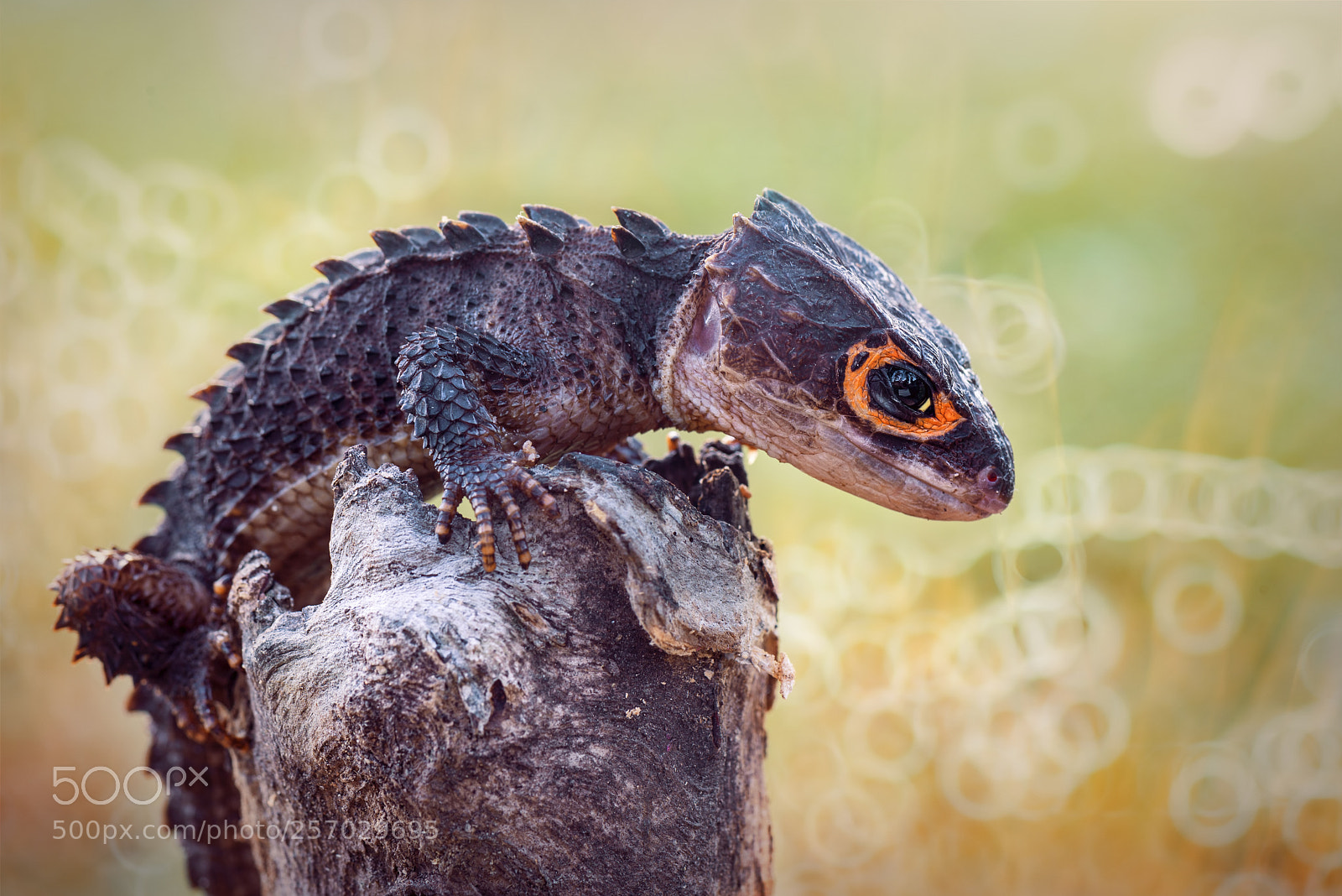 Nikon D600 sample photo. Crocodile skink , gecko ,lizard photography