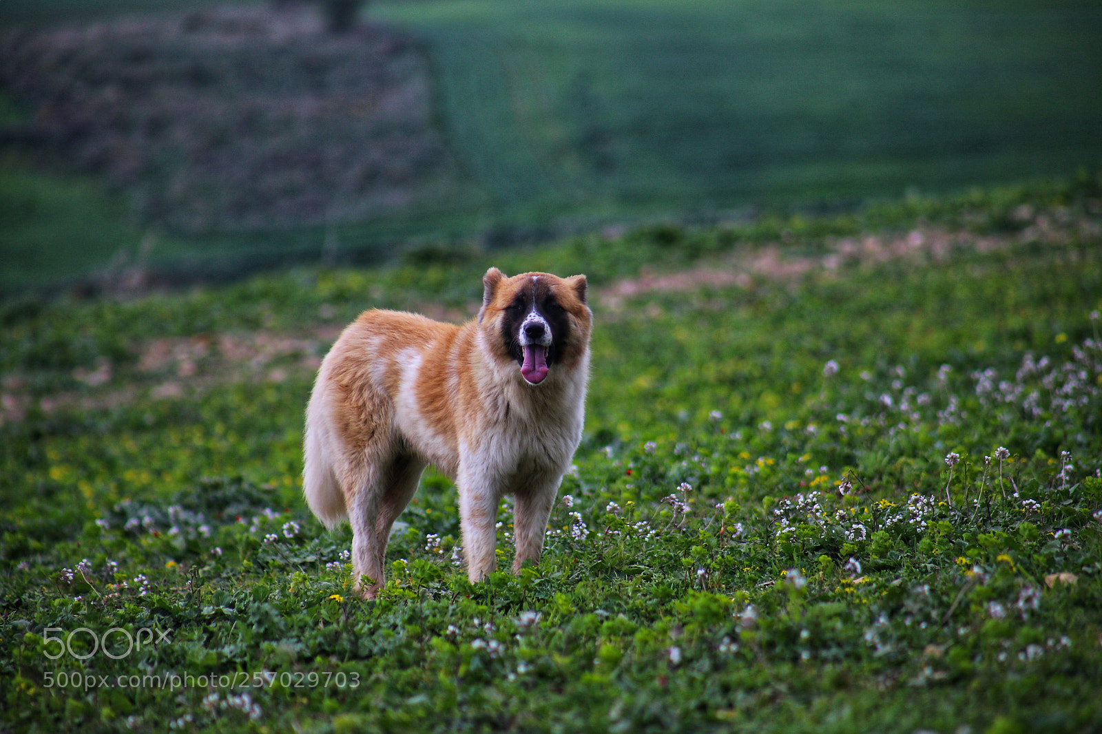 Canon EOS 6D sample photo. Chepherd photography