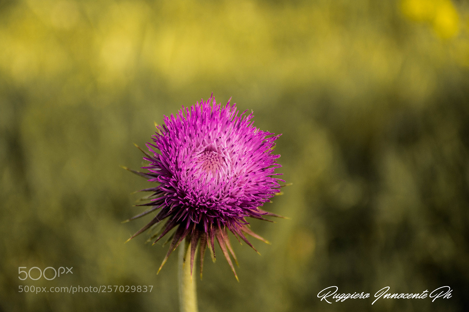 Nikon D7100 sample photo. Fiori di primavera photography