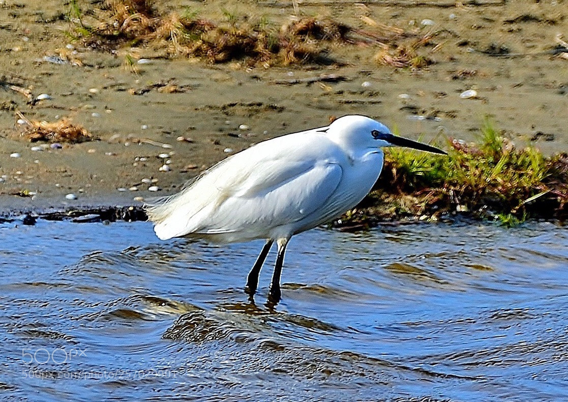 Nikon D7000 sample photo. Heron
 photography