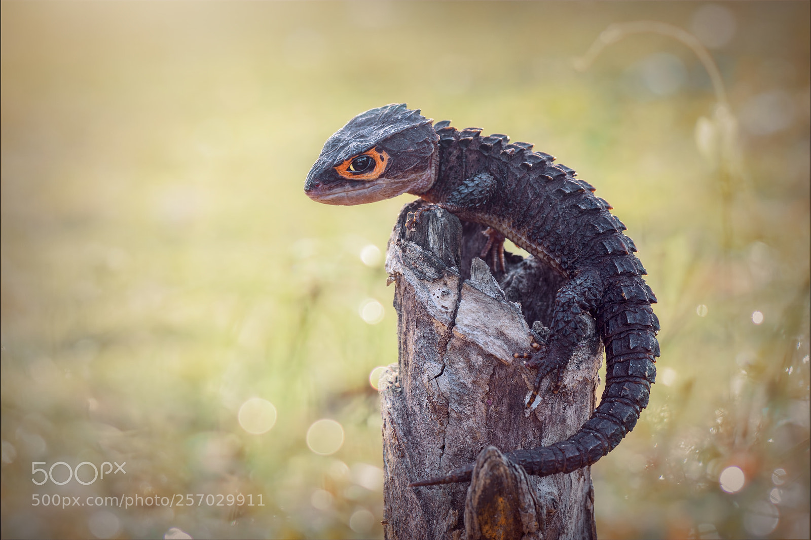 Nikon D600 sample photo. Crocodile skink , gecko ,lizard photography