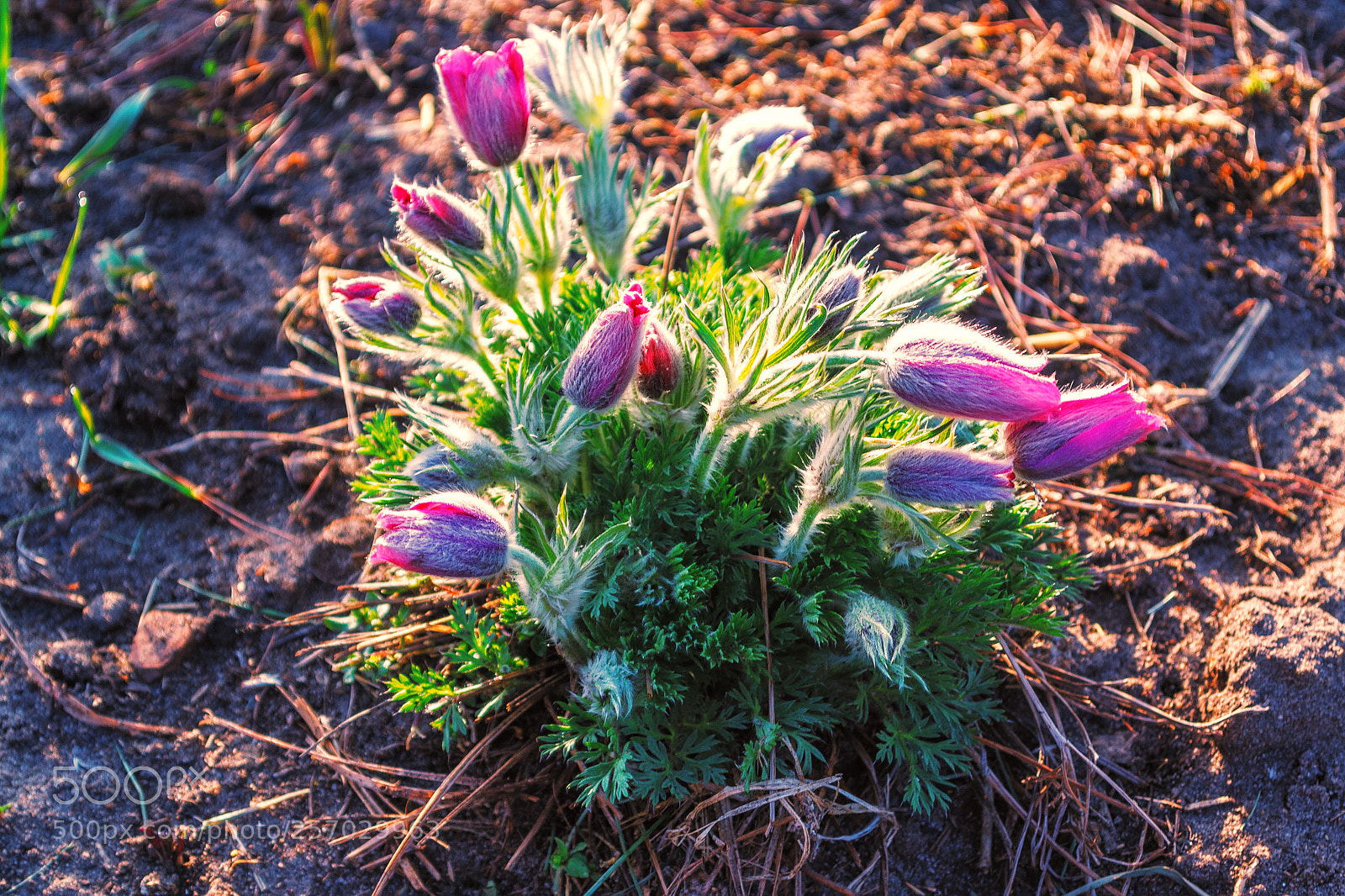 Nikon D3100 sample photo. Flowers in my garden photography