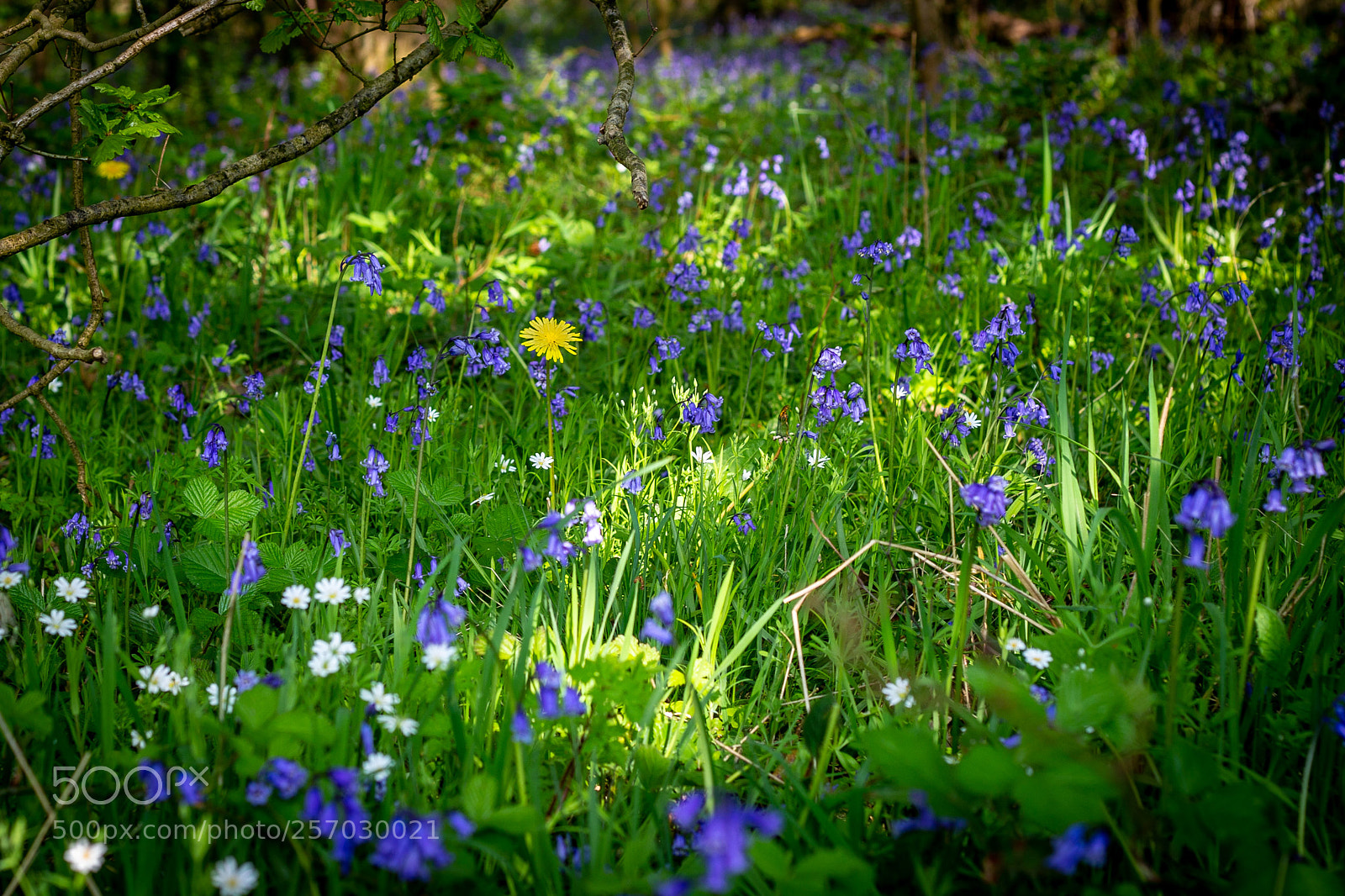 Canon EOS 6D sample photo. Meadow photography