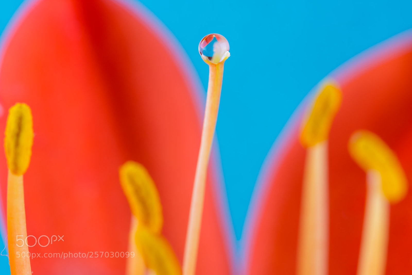 Nikon D7200 sample photo. Water drop in balance photography